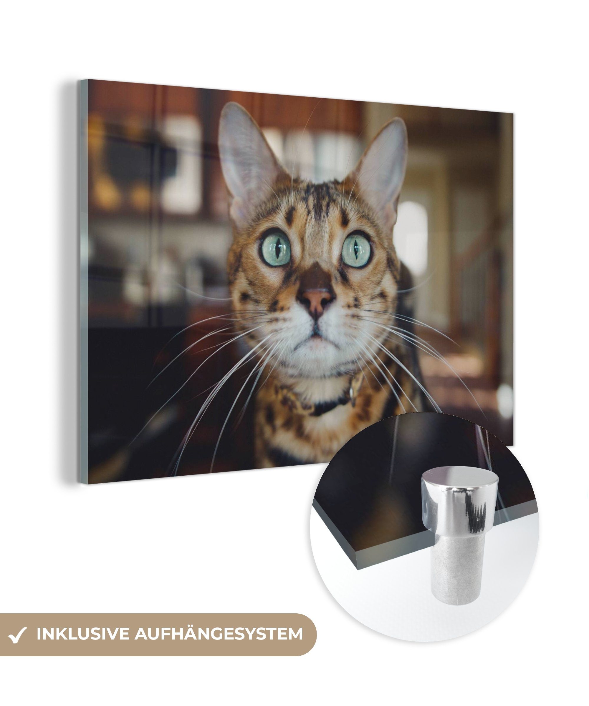 MuchoWow Acrylglasbild Katze - Schnurrhaare - Porträt, (1 St), Acrylglasbilder Wohnzimmer & Schlafzimmer | Bilder