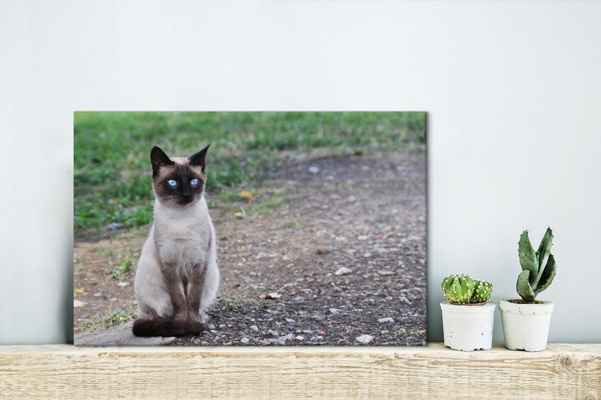 30x20 (1 Katze OneMillionCanvasses® Leinwandbilder, auf Kröte, sitzt Wandbild Aufhängefertig, St), Siamesische Wanddeko, cm Leinwandbild einer