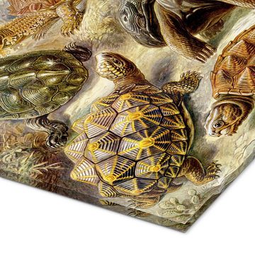 Posterlounge Acrylglasbild Ernst Haeckel, Schildkröten, Chelonia (Kunstformen der Natur, 1899), Malerei