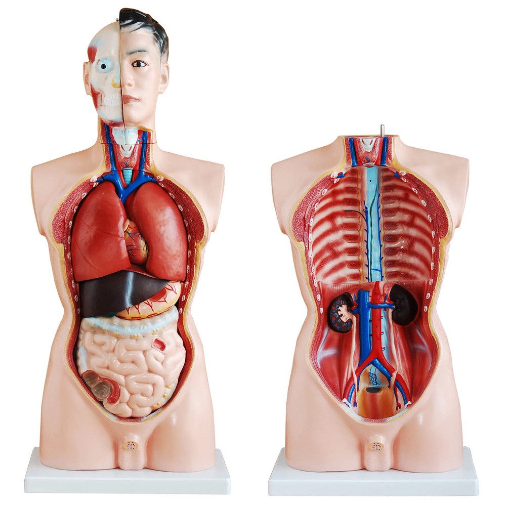 MedMod Dekoobjekt Anatomie Anatomisches Körper Modell Torso Puppe mit Organe 85 cm
