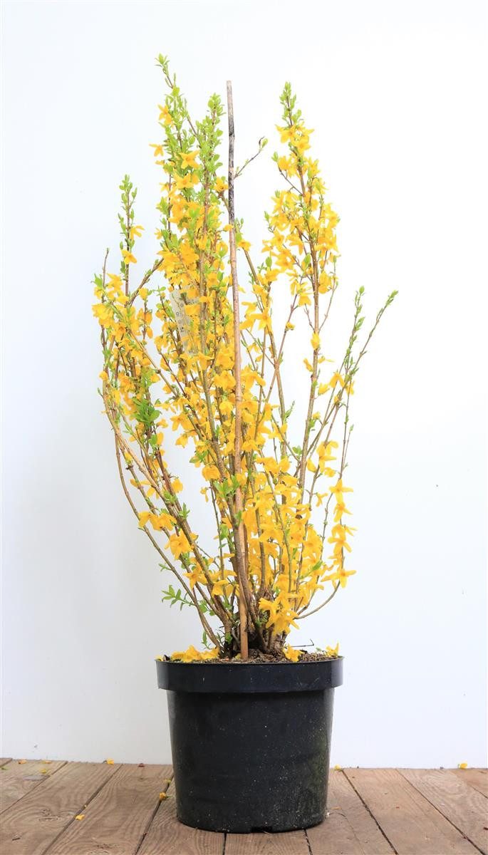 Pflanzen für Dich Gehölze Forsythia Lynwood, 1 St., Forsythie, Goldglöckchen, Goldflieder