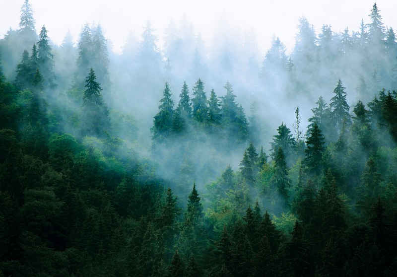 Wallarena Fototapete Wald im Nebel Natur 3D EFFEKT Vlies Tapete für Wohnzimmer oder Schlafzimmer Vliestapete Wandtapete Motivtapete, Glatt, Wald, Vliestapete inklusive Kleister