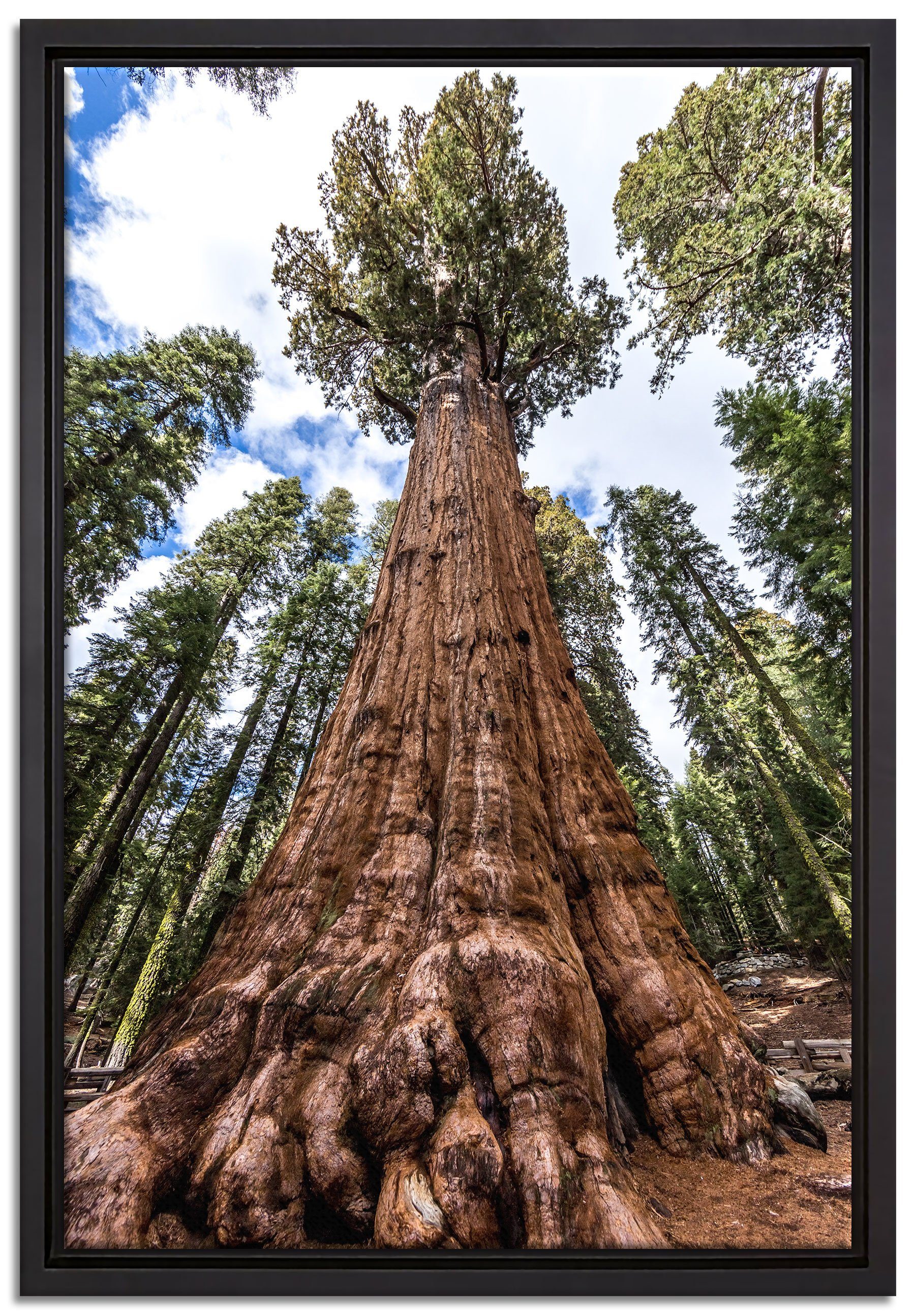 Pixxprint Leinwandbild Baum im Regenwald, Wanddekoration (1 St), Leinwandbild fertig bespannt, in einem Schattenfugen-Bilderrahmen gefasst, inkl. Zackenaufhänger