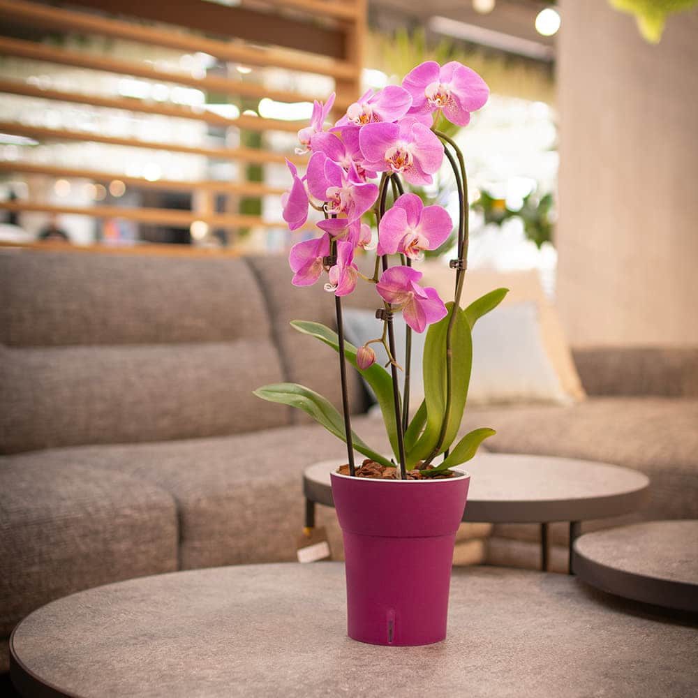 Happy plants Blumentopf Dali-Dea - Selbstbewässernder günstig online kaufen