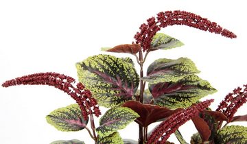 Kunstpflanze Zwergpfeffer, I.GE.A., Höhe 42 cm, Mit Übertopf Peperomie Kunstpflanze Kunstpflanze Herbstdeko