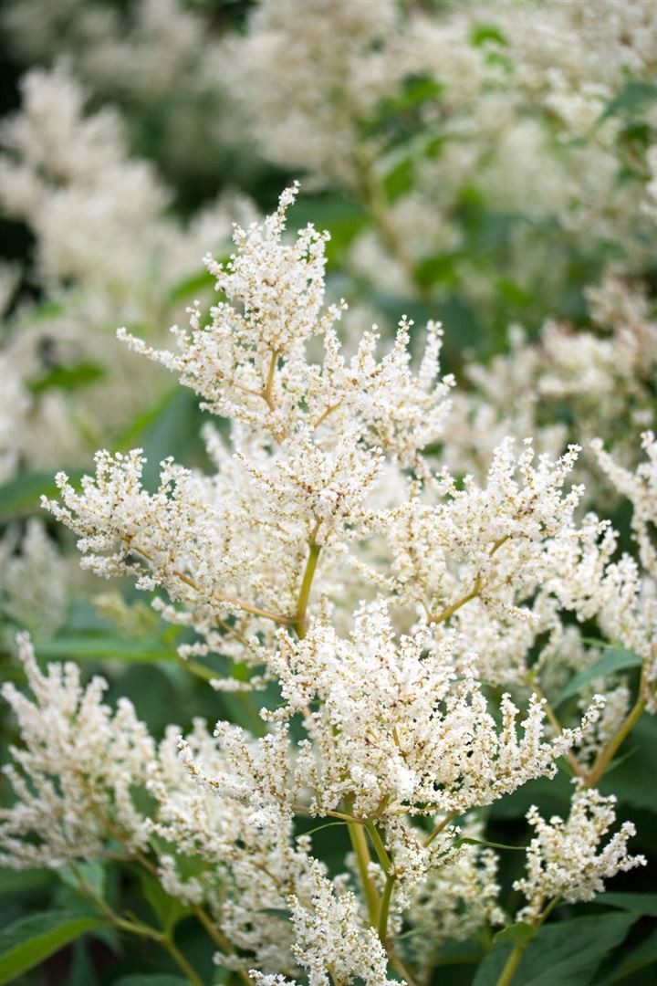 Pflanzen für Dich Staude Aconogonon speciosum Johanniswolke, 1 St., Kerzenknöterich, Silberkerzenknöterich