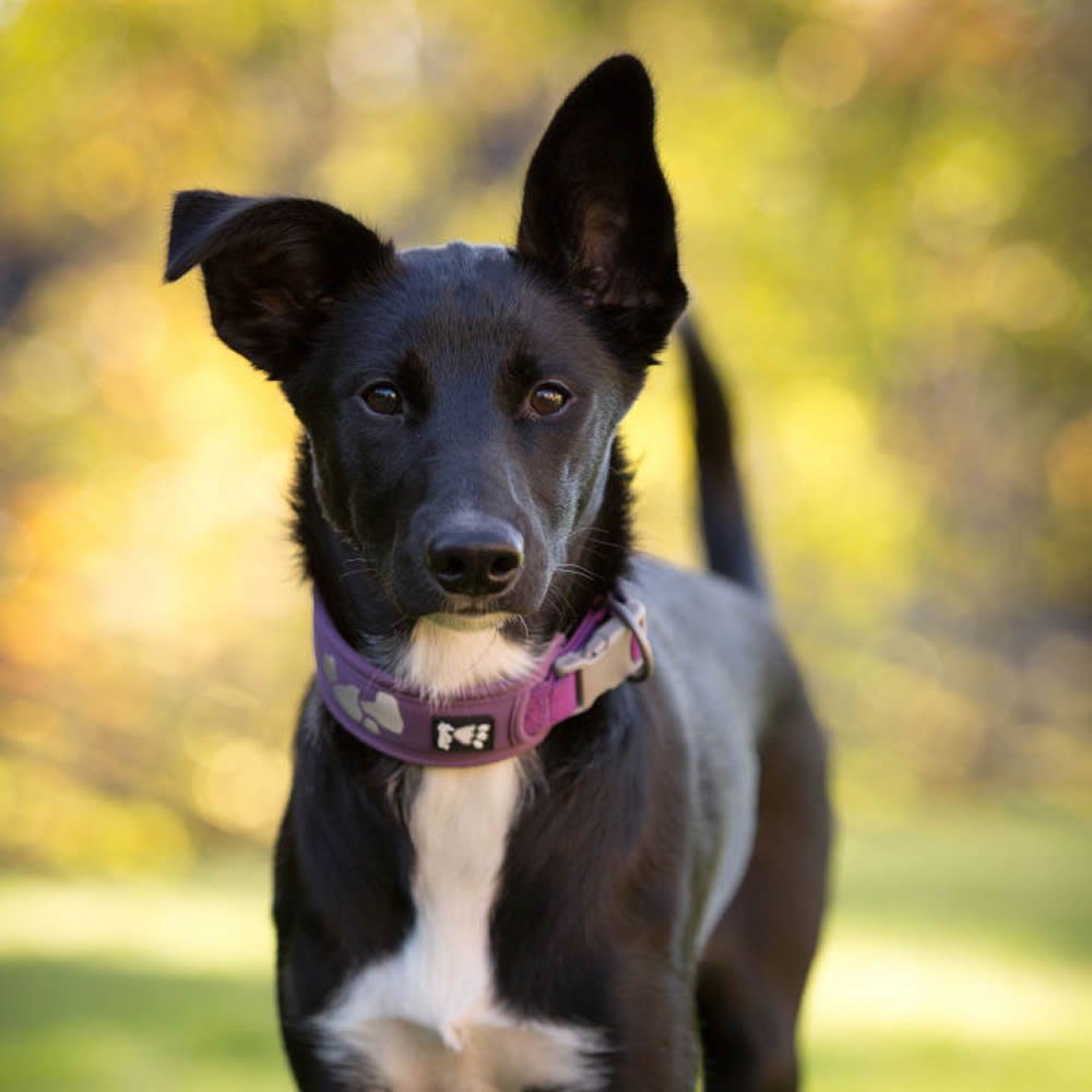 HURTTA Hunde-Halsband Weekend Warrior Halsband violett