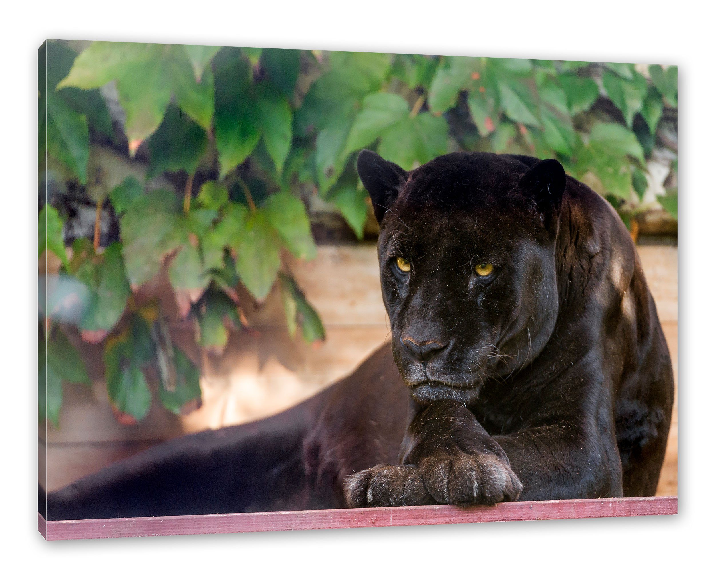 Pixxprint Leinwandbild schöner schwarzer Panther, schöner schwarzer Panther (1 St), Leinwandbild fertig bespannt, inkl. Zackenaufhänger