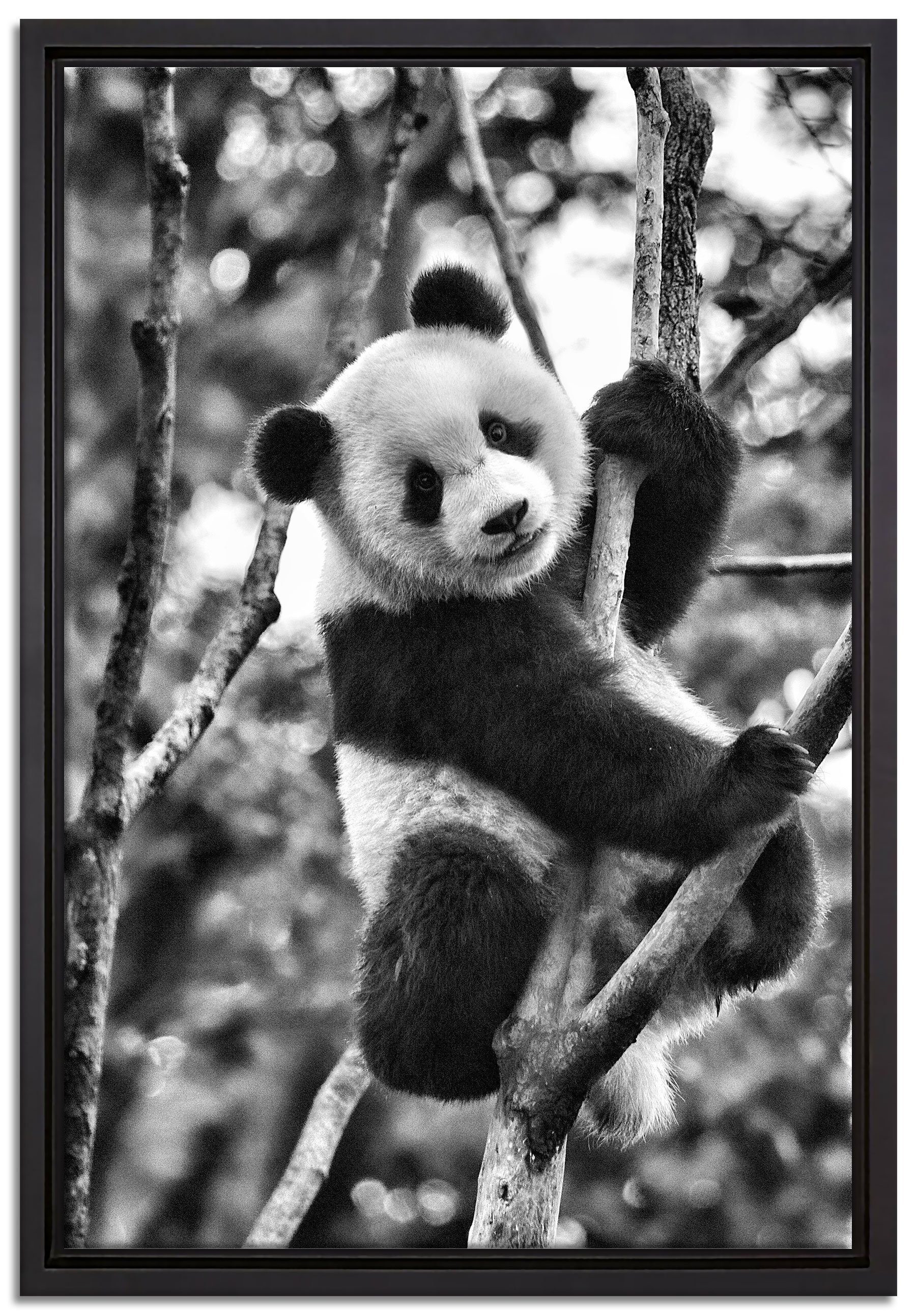 Pixxprint Leinwandbild niedlicher auf inkl. Schattenfugen-Bilderrahmen gefasst, Leinwandbild Zackenaufhänger in Baum, Wanddekoration (1 fertig einem St), Pandabär bespannt