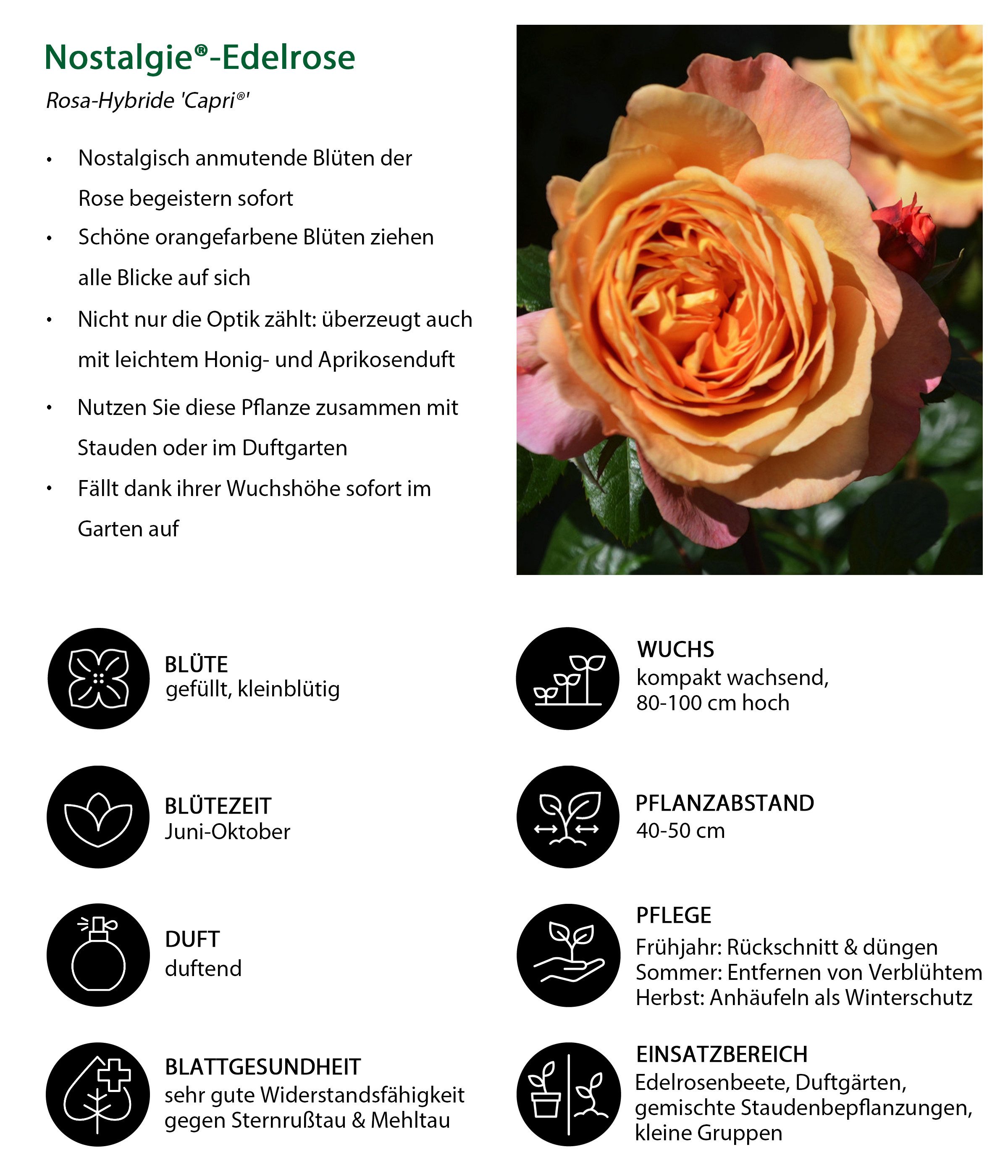 Dehner Rose Nostalgie®-Edelrose Capri®, 15-30 cm, 4 l Topf, gefüllte und duftende Blüten in orange-apricot, Züchter Tantau