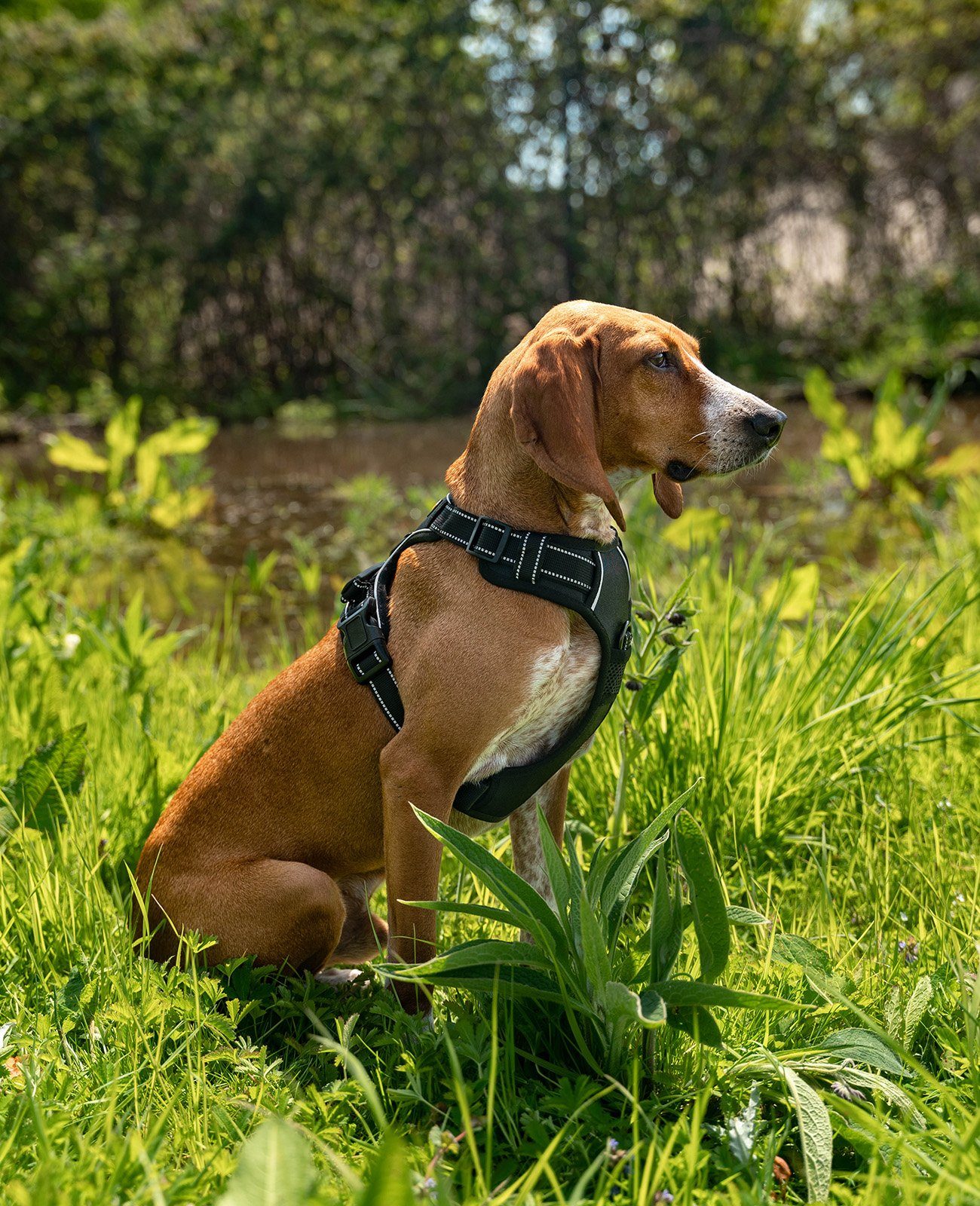 lionto Hunde-Geschirr Anti-Zug, reflektierend & gepolstert, robustes Oxford günstig online kaufen