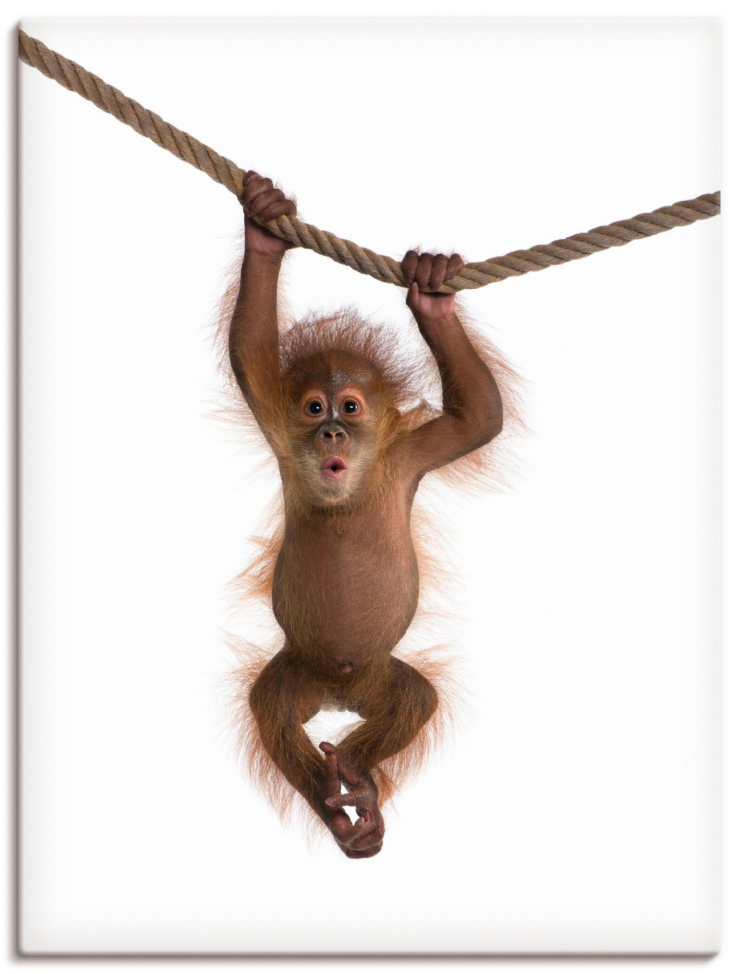 Artland Leinwandbild Baby Orang Utan hängt an Seil II, Wildtiere (1 St), auf Holzrahmen gespannt
