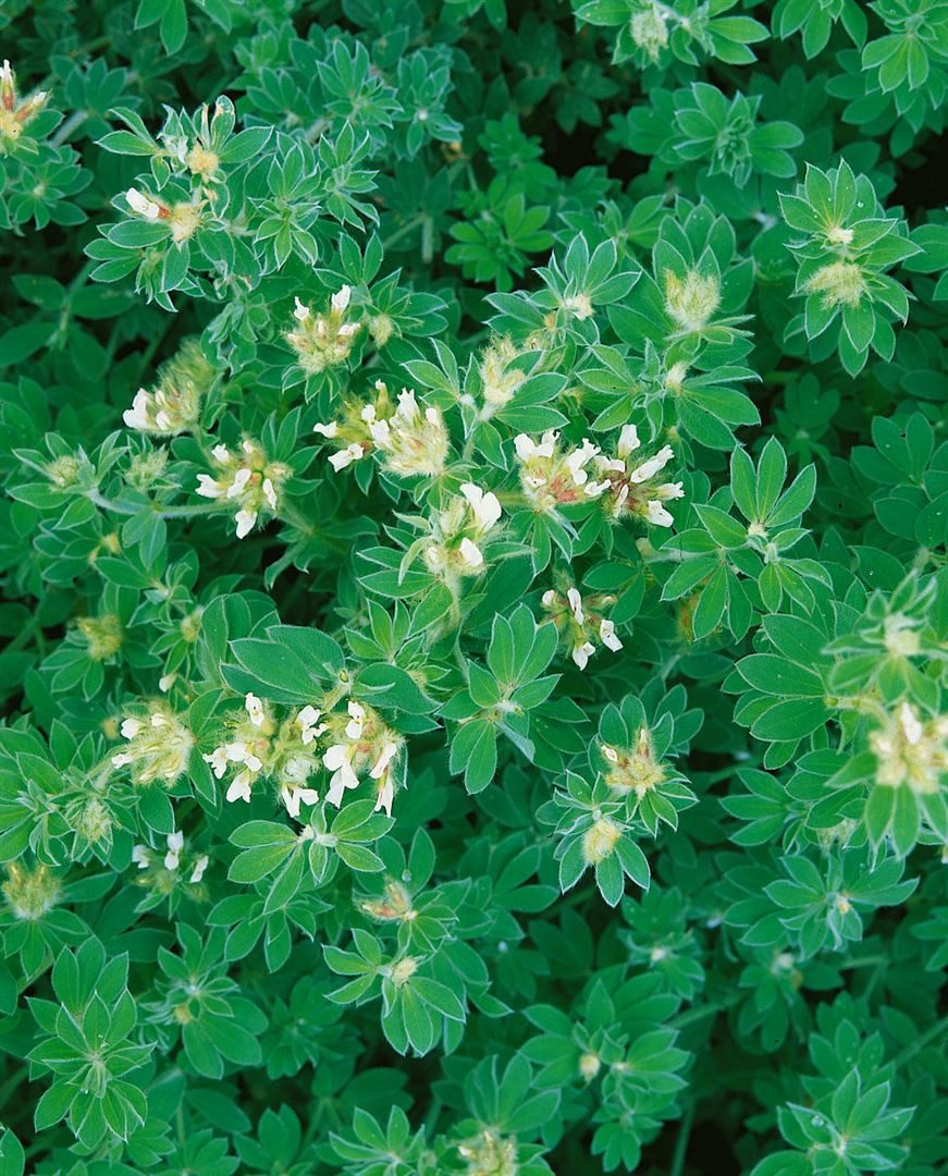 Pflanzen für Dich Staude Dorycnium hirsutum, 1 St., Behaarter Backenklee, Behaarter Lotus, Wolliger Backenklee