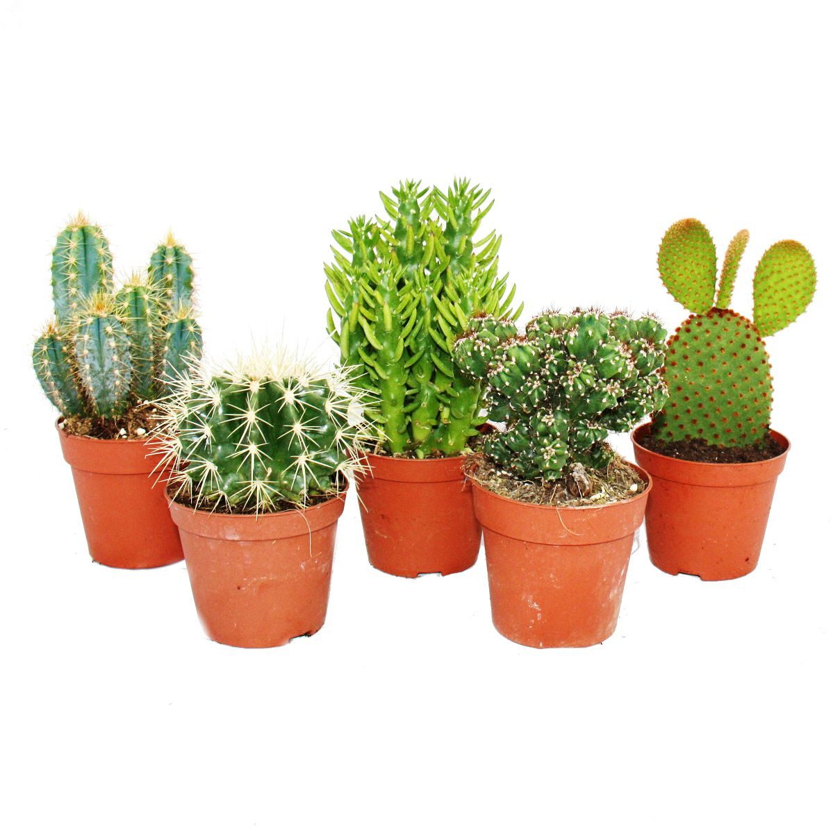 Kaktus 5 verschiedene mittelgroße Kakteen im Set, 8,5cm Topf ca. 12-18cm hoch