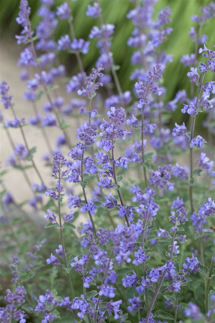 Pflanzen für Dich Staude Nepeta faas. Six Hills Giant, 1 St., Katzenminze, Blaue Katzenminze