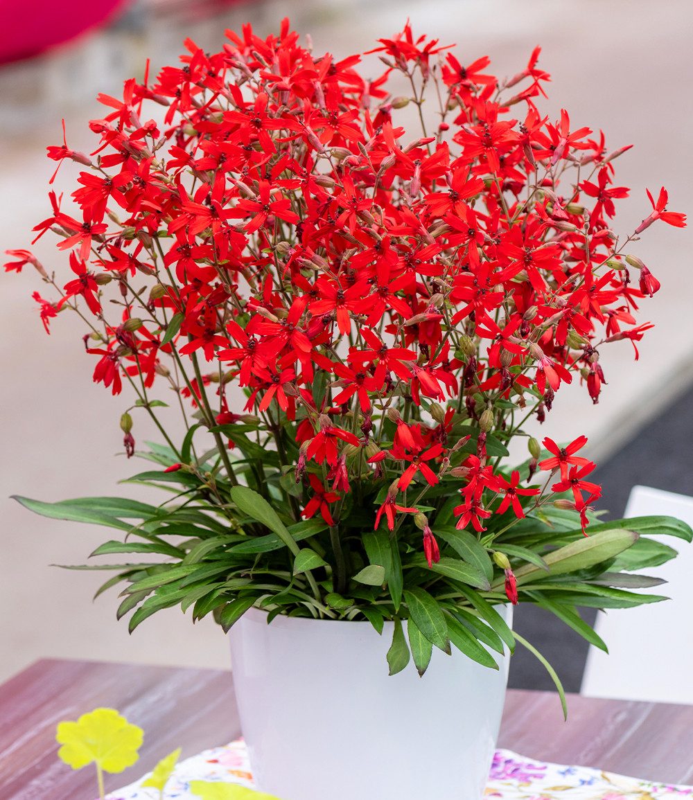 BALDUR Garten Staude Silene 'Burning Hearts', 1 St., Leimkraut,winterhart, leuchtende Blüten, kompakt, aufrecht – Bild 2 von 3