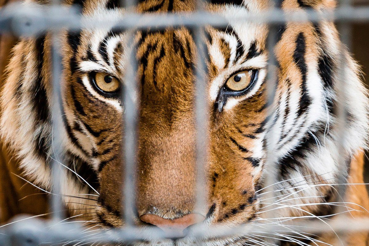Papermoon Fototapete Tiger im Käfig