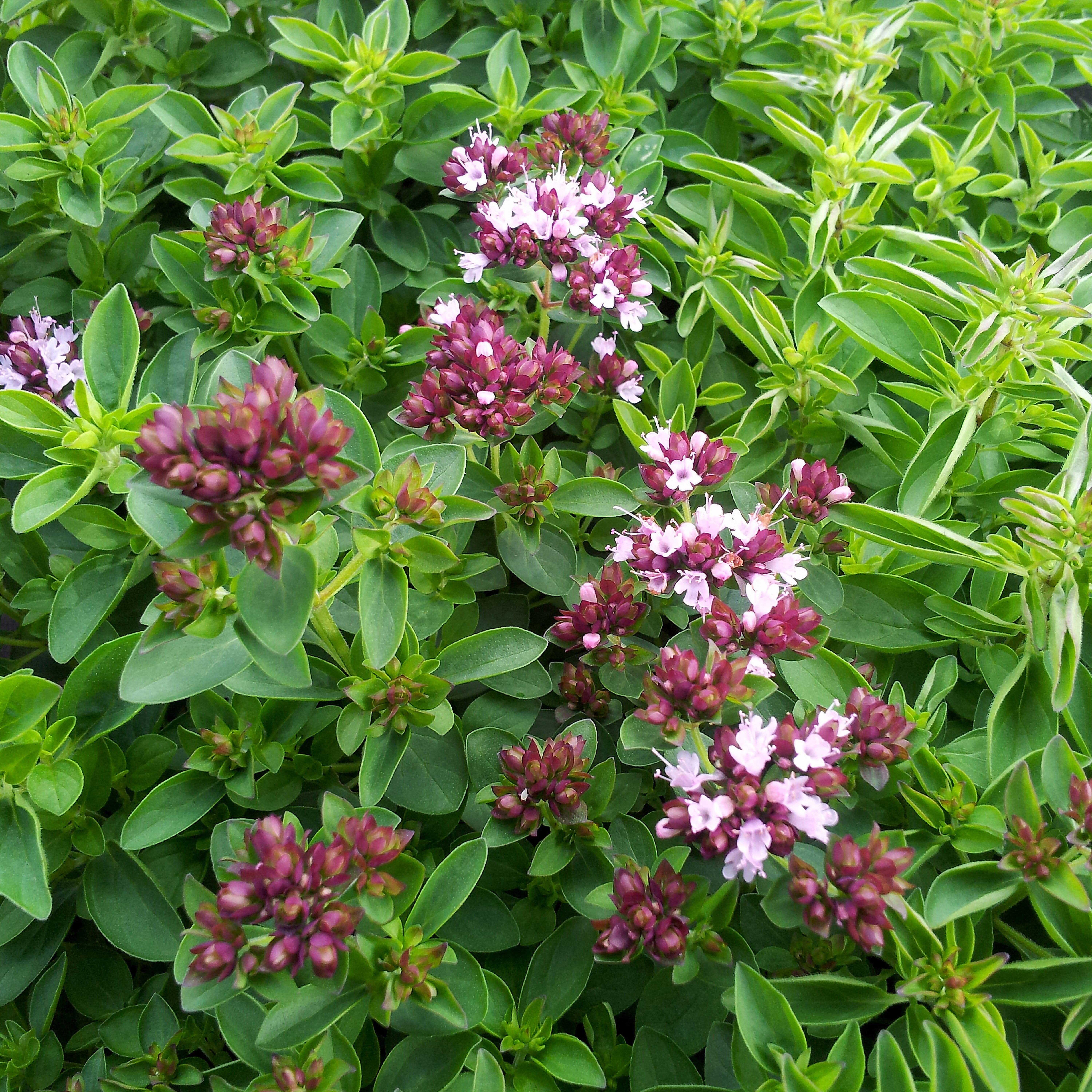 Bloomique Beetpflanze Bloomique - 3er-Set - Origanum Vulgare Compactum - Ziermajoran - Garte, 3 St.