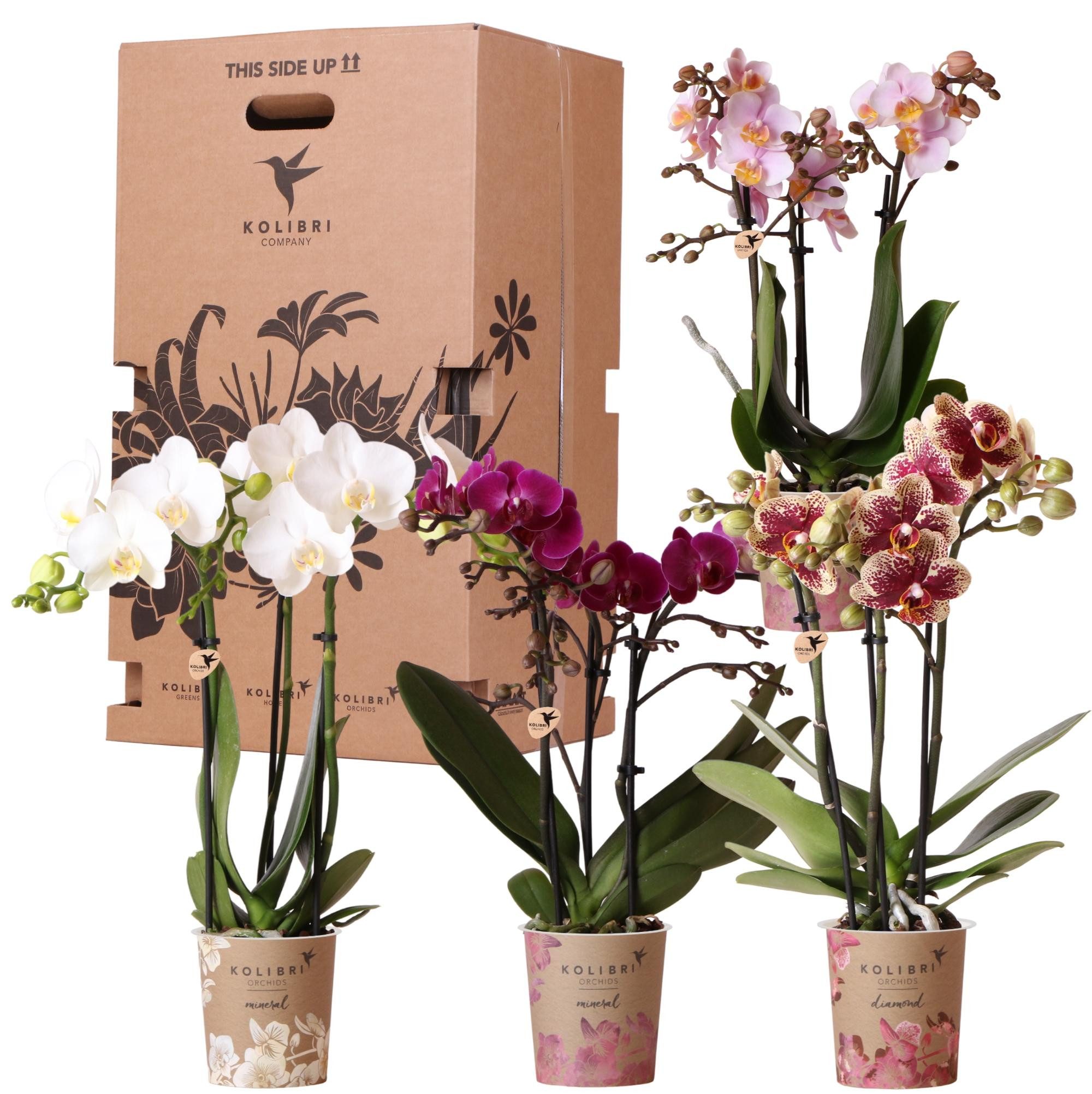 Exotenherz Zimmerpflanze Orchideen-Box Mix Pflanzen