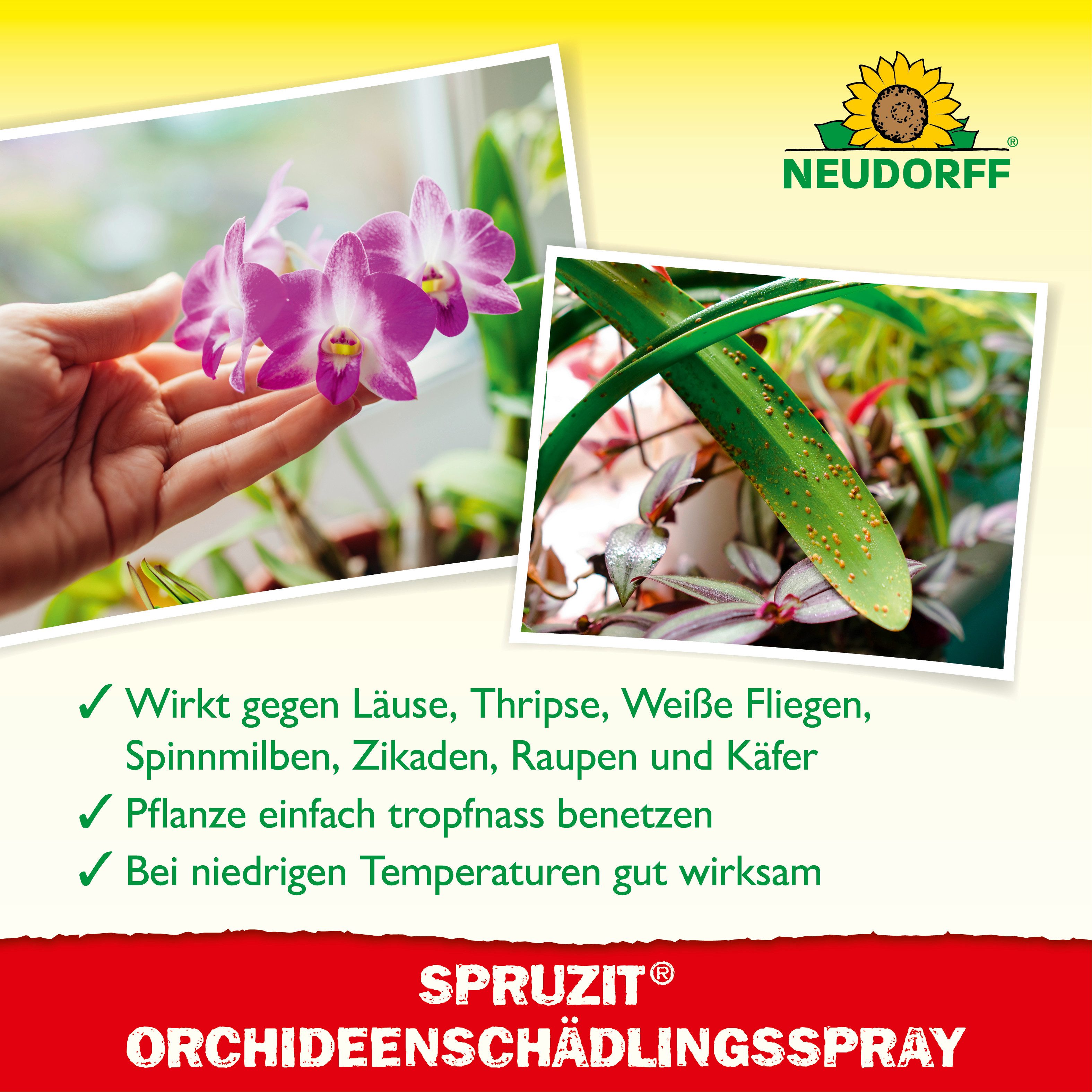 Neudorff Insektenspray Spruzit OrchideenSchädlingsSpray 300 ml, 0.3 l, Wirkt gegen Eier, Larven & ausgewachsene Insekten, SchädlingsSpray gegen typische Schädli – Bild 4 von 5