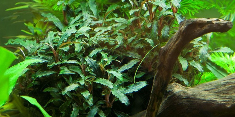 Aquaone Wasserpflanze Aquarium Pflanze Bucephalandra sp. 'Red' Nr.339A von Aquaone