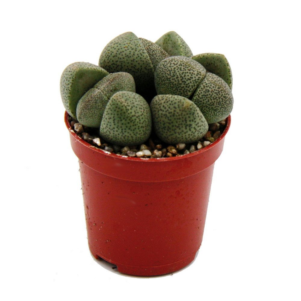 Exotenherz Kaktus Pleiospilos nelii - Lebender Stein - Lebender Granit - im 5,5cm Topf