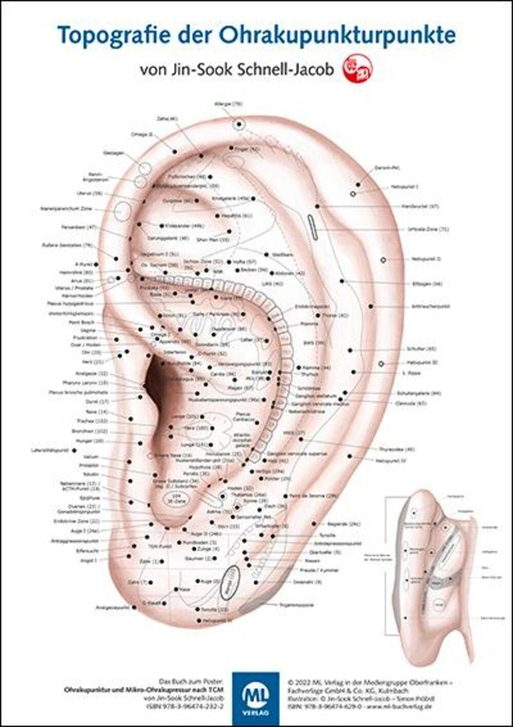 Poster Poster - Topografie der Ohrakupunkturpunkte