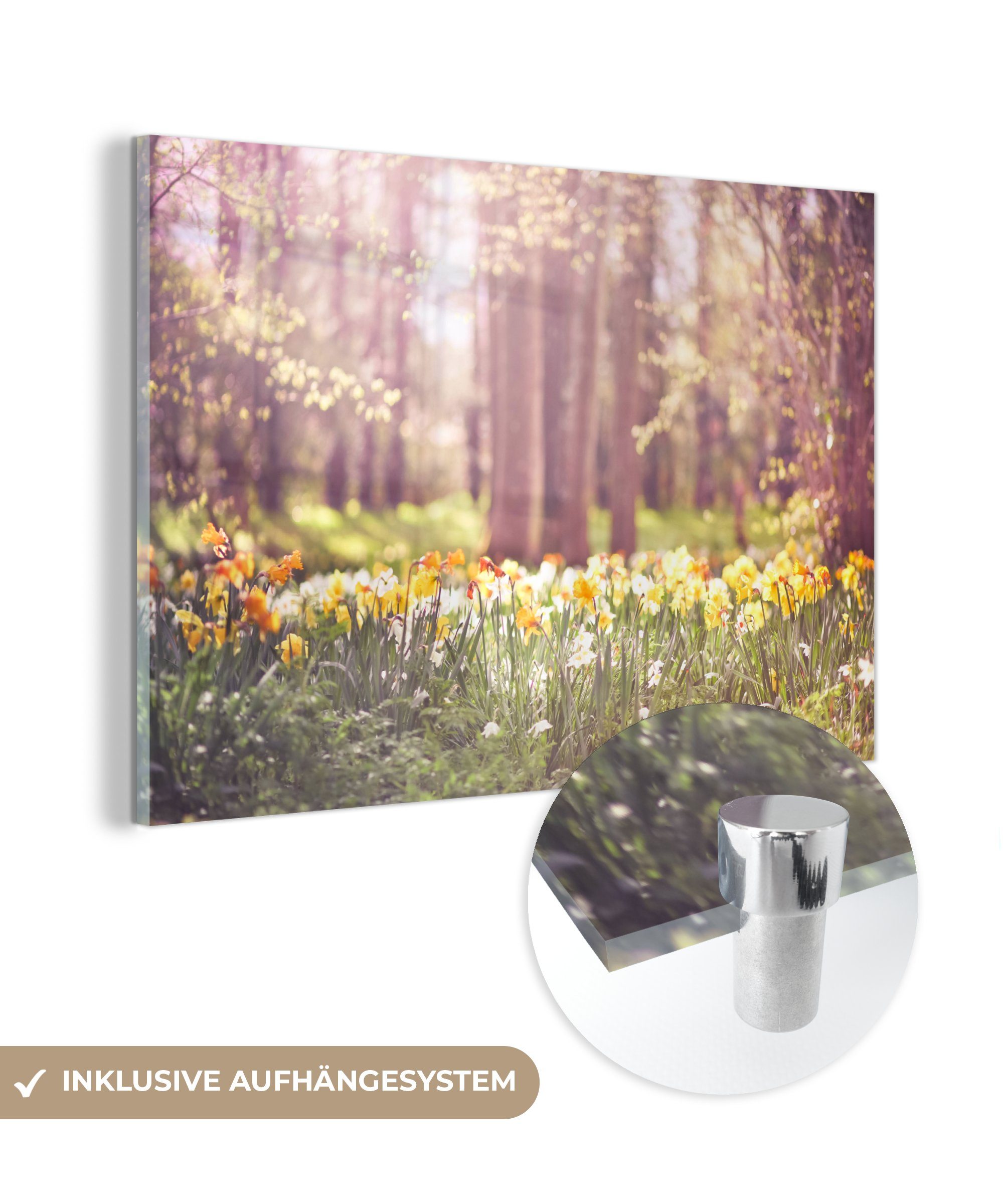 MuchoWow Acrylglasbild Frühling - Narzissen - Bäume, (1 St), Glasbilder - Bilder auf Glas Wandbild - Foto auf Glas - Wanddekoration