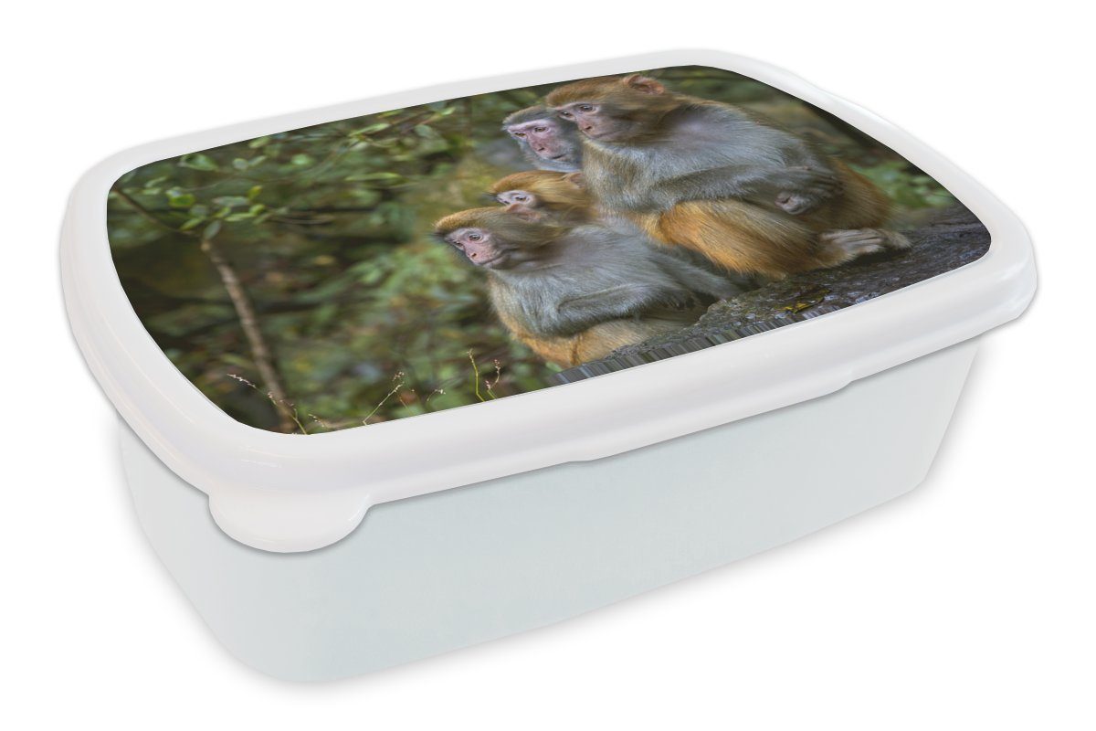MuchoWow Lunchbox Affen - Steine - Wald, Kunststoff, (2-tlg), Brotbox für Kinder und Erwachsene, Brotdose, für Jungs und Mädchen weiß