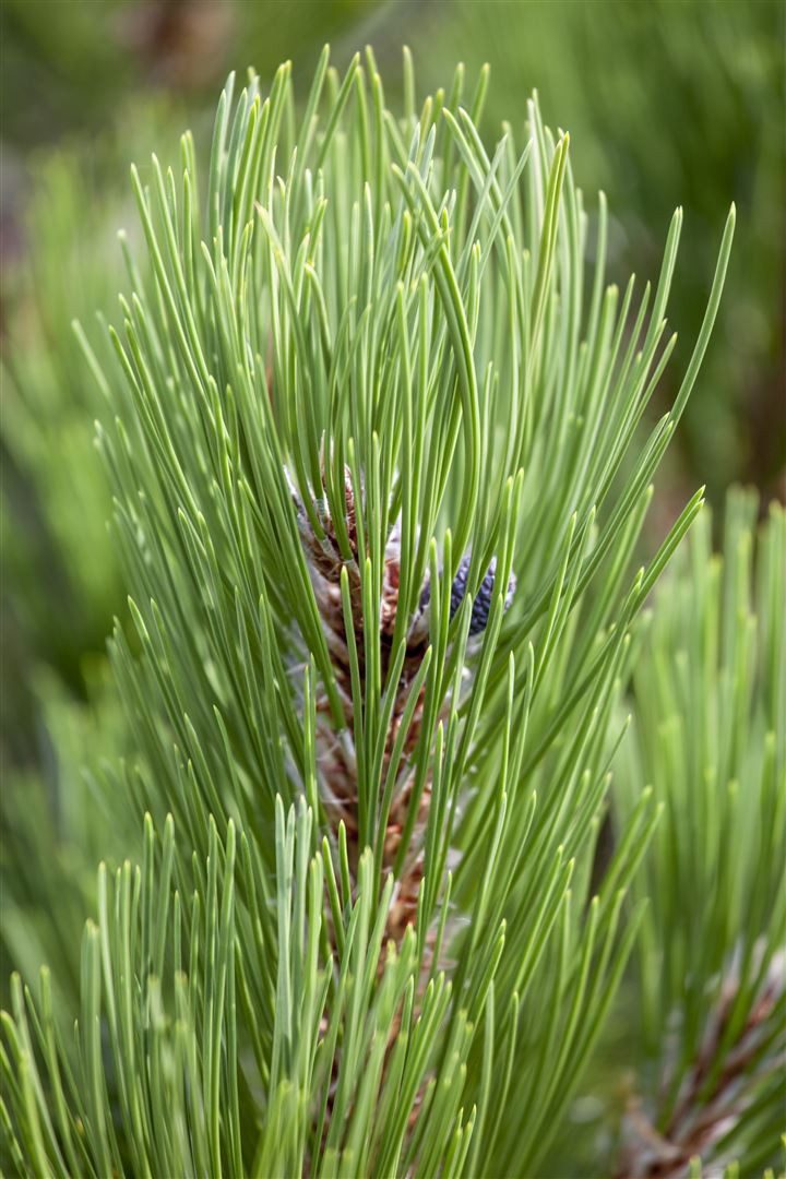 Pflanzen für Dich Konifere Pinus heldr. Compact Gem, 1 St., Schlangenhaut-Kiefer, Heldreich-Kiefer, kompakt, winterhart