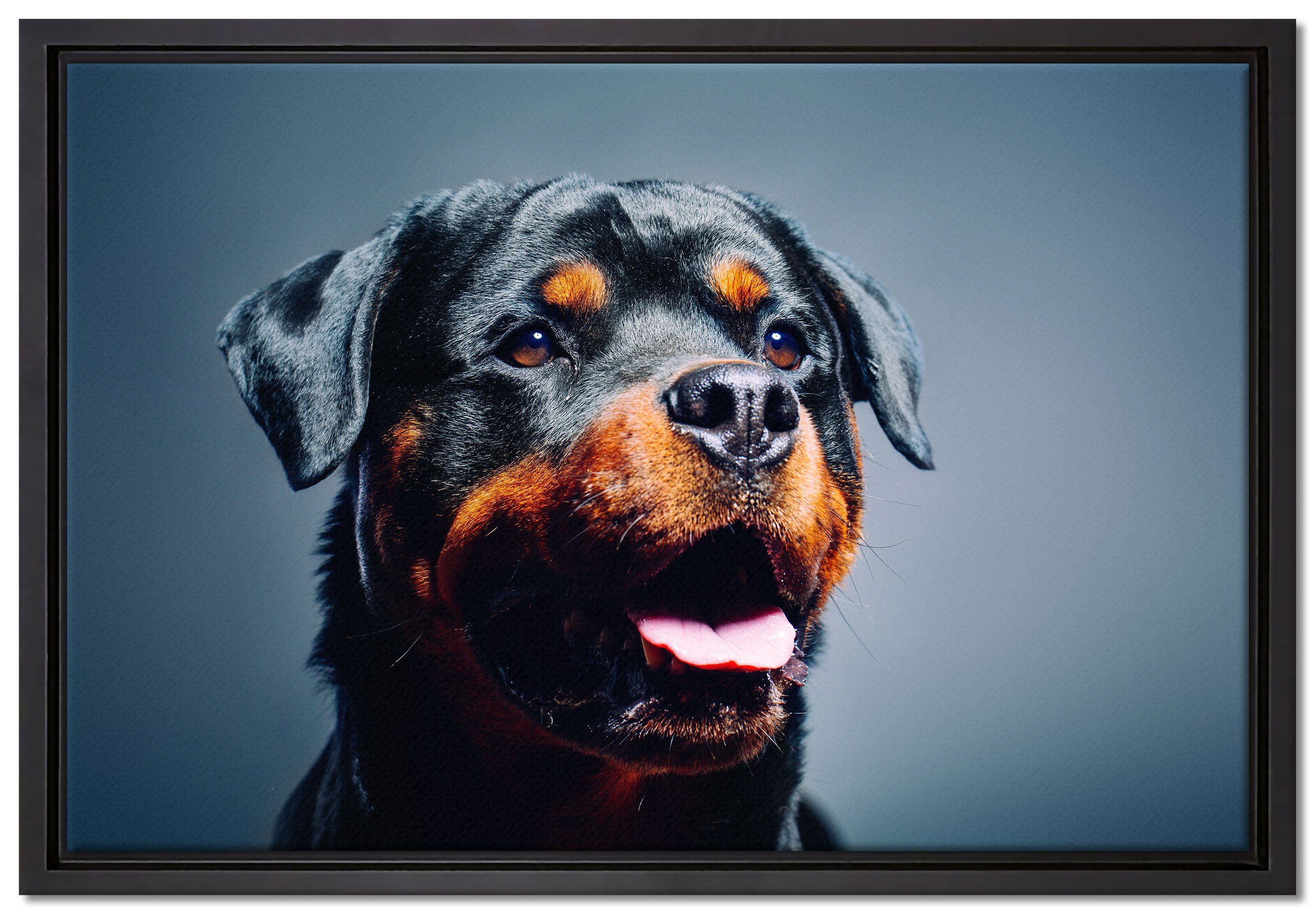 Pixxprint Leinwandbild Treuer Rottweiler, Wanddekoration (1 St), Leinwandbild fertig bespannt, in einem Schattenfugen-Bilderrahmen gefasst, inkl. Zackenaufhänger