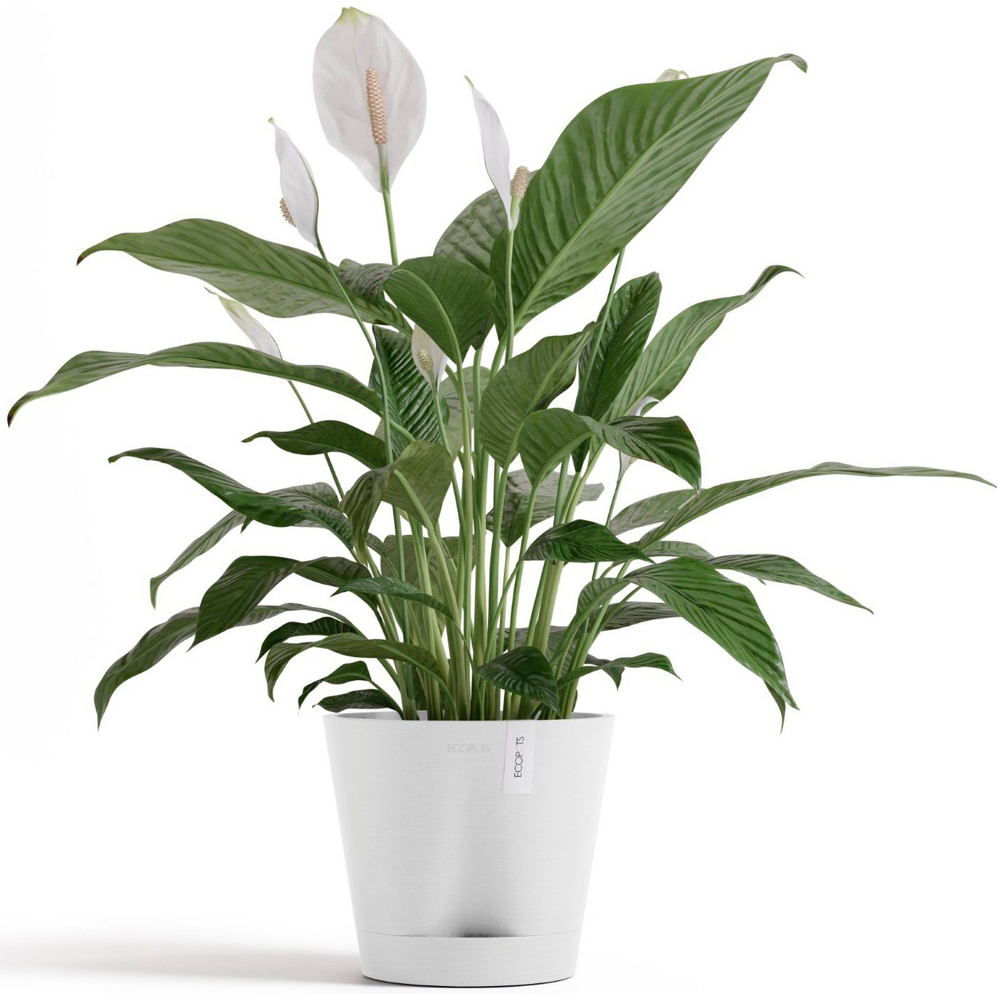Thumbnail - ECOPOTS Blumentopf Venice 2 20 Weiß, für den Innenbereich