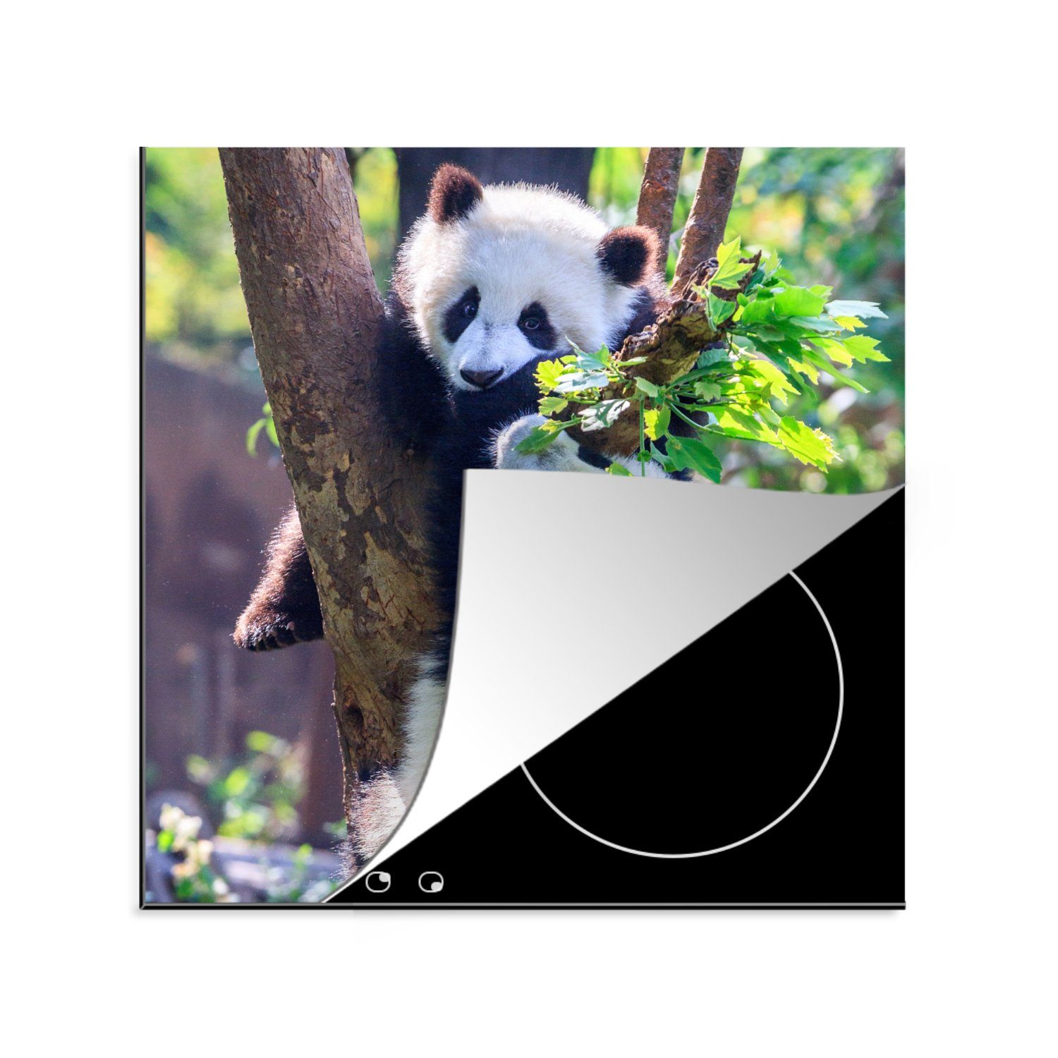 MuchoWow Herdblende-/Abdeckplatte Pandas - Baum - Natur, Vinyl, (1 tlg), 78x78 cm, Ceranfeldabdeckung, Arbeitsplatte für küche | Herdabdeckplatten