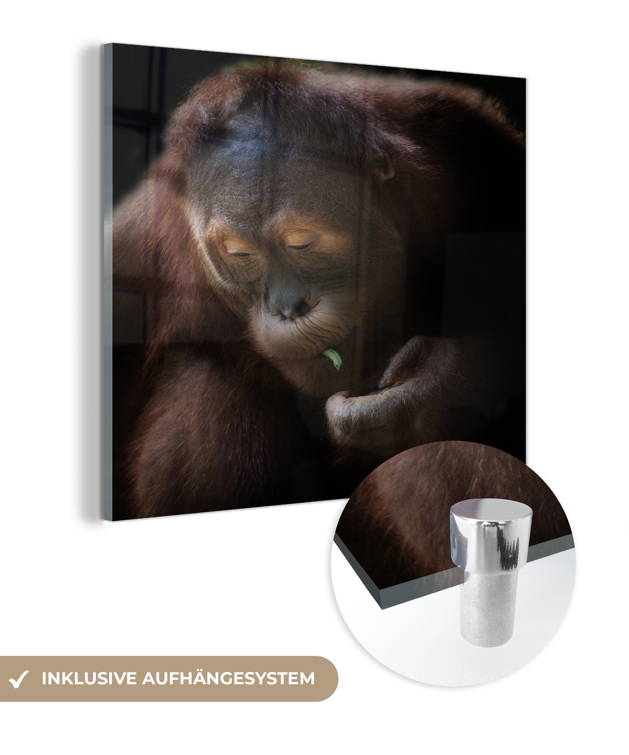 MuchoWow Acrylglasbild Orang-Utan isst Bohne, (1 St), Glasbilder - Bilder auf Glas Wandbild - Foto auf Glas - Wanddekoration