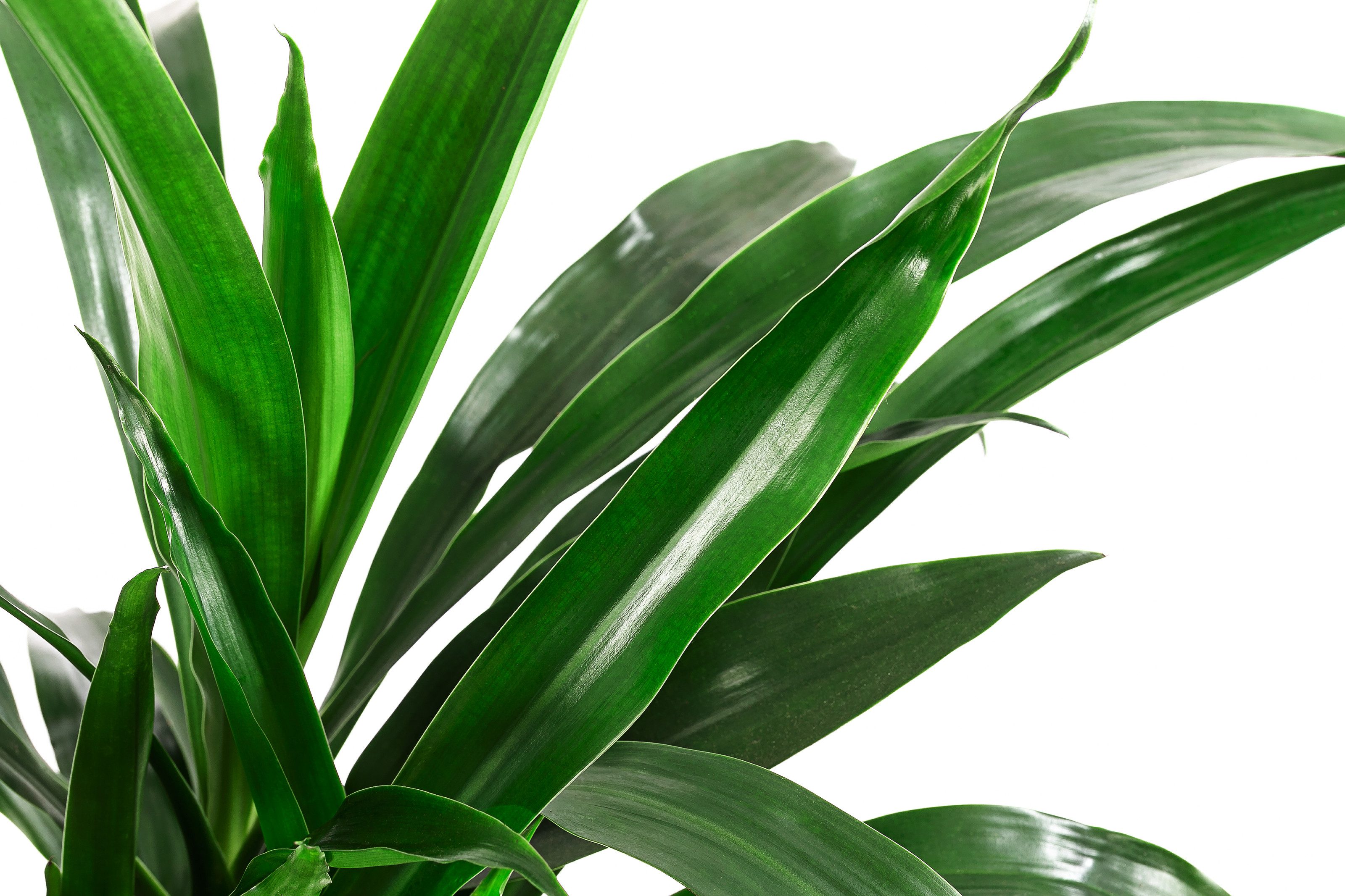 Dehner Zimmerpflanze Drachenbaum, Dracaena Janet Lind, in Hydrokultur, ca. günstig online kaufen