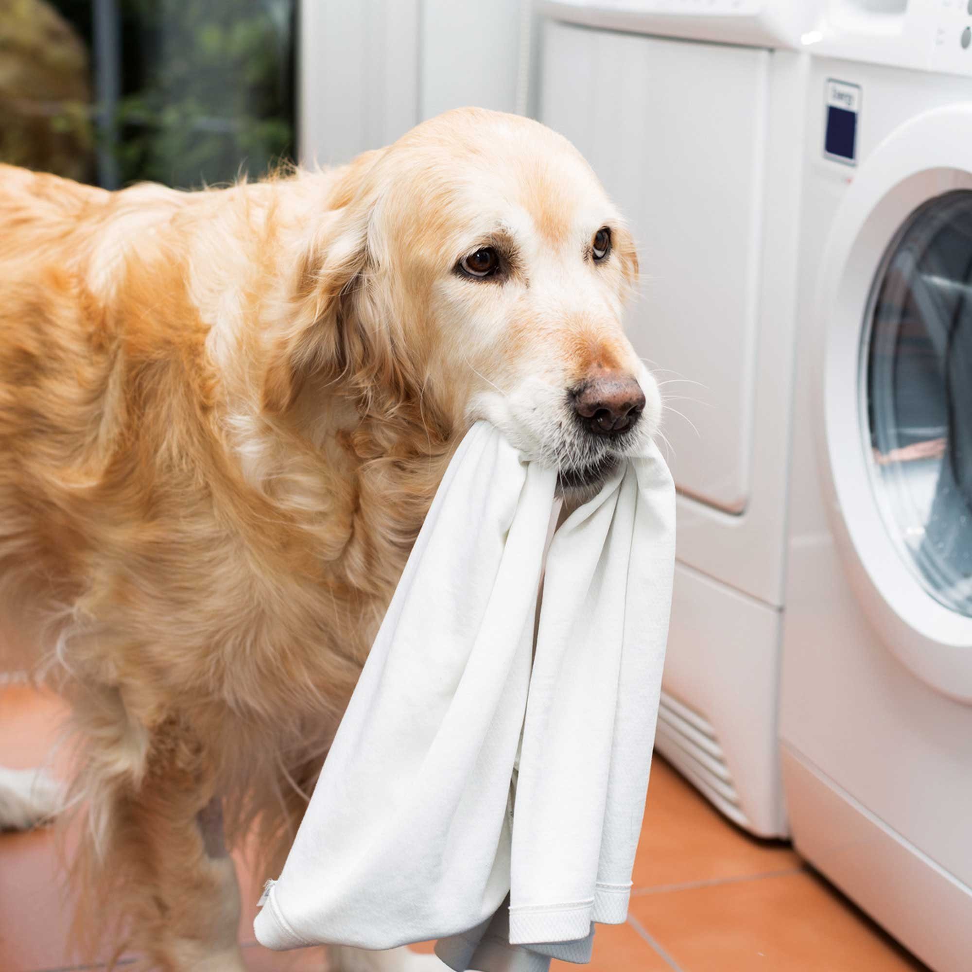 [3-St. unserer Hundetextilien auf Waschmittel Spezial Bedürfnisse (Spar-Set, die 3x500ml Spezialwaschmittel für Hunde Speziell abgestimmt) Schecker