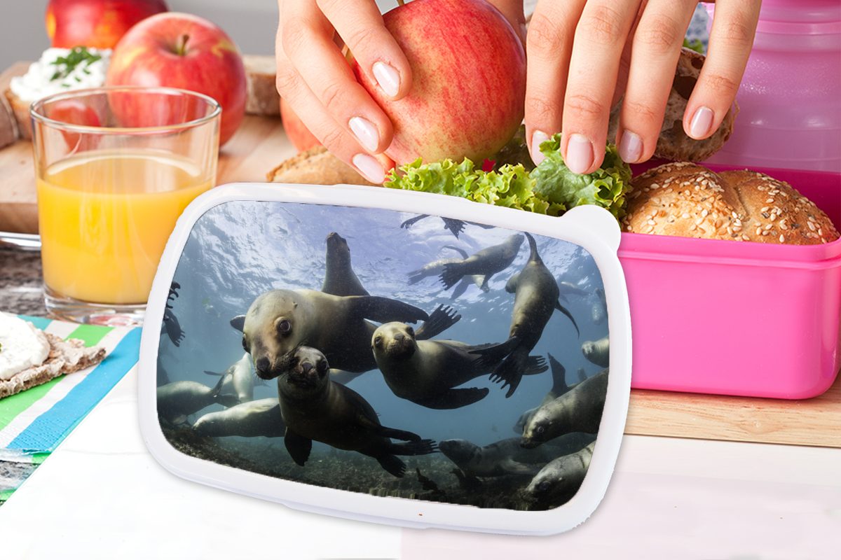 Snackbox, rosa - - Lunchbox MuchoWow für Seelöwe Mädchen, Kunststoff, Kunststoff (2-tlg), Kamera, Erwachsene, Kinder, Brotbox Wasser Brotdose
