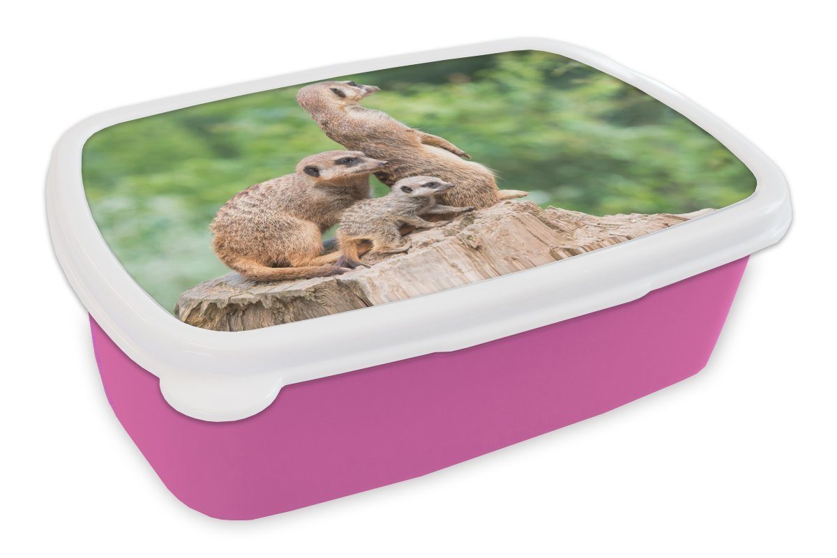 rosa Mädchen, für Kinder, Brotdose - Kunststoff Brotbox MuchoWow Erwachsene, Jungtier, Baumstumpf Snackbox, Kunststoff, - Lunchbox Erdmännchen (2-tlg),