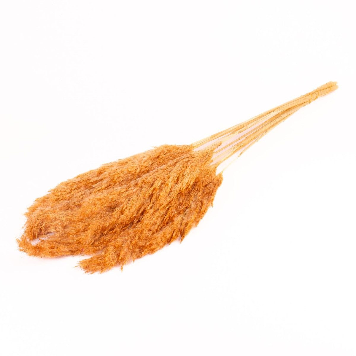 Trockenblume Schilf getrocknet DONJETA, Terracotta, 70-80cm, Ø15cm, INNA-Glas, Höhe 80.0 cm