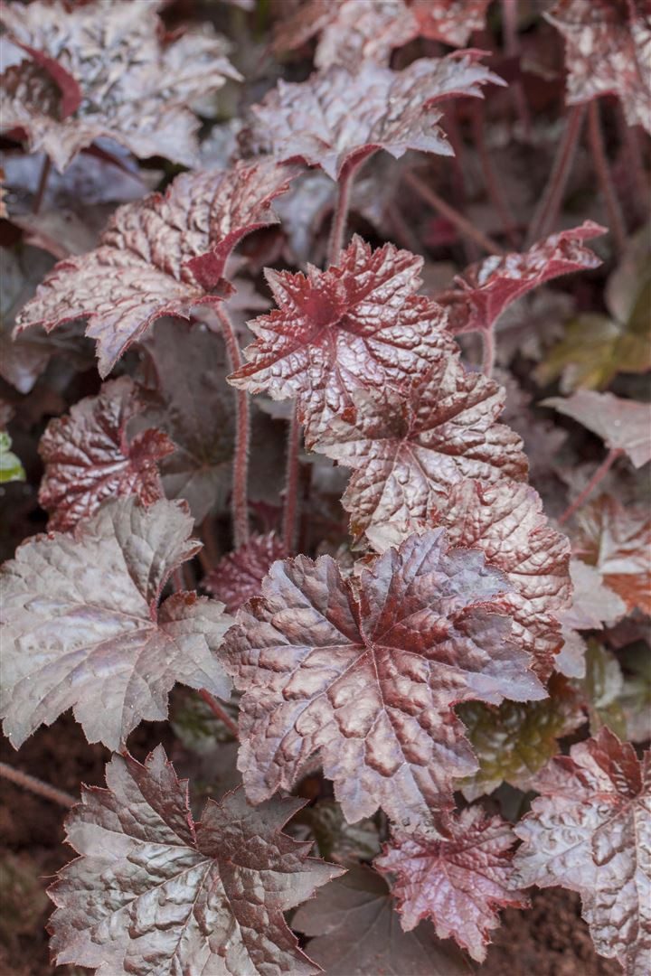 Pflanzen für Dich Staude Heuchera micrantha 'Palace Purple', 1 St., Purpurglöckchen, Silberglöckchen