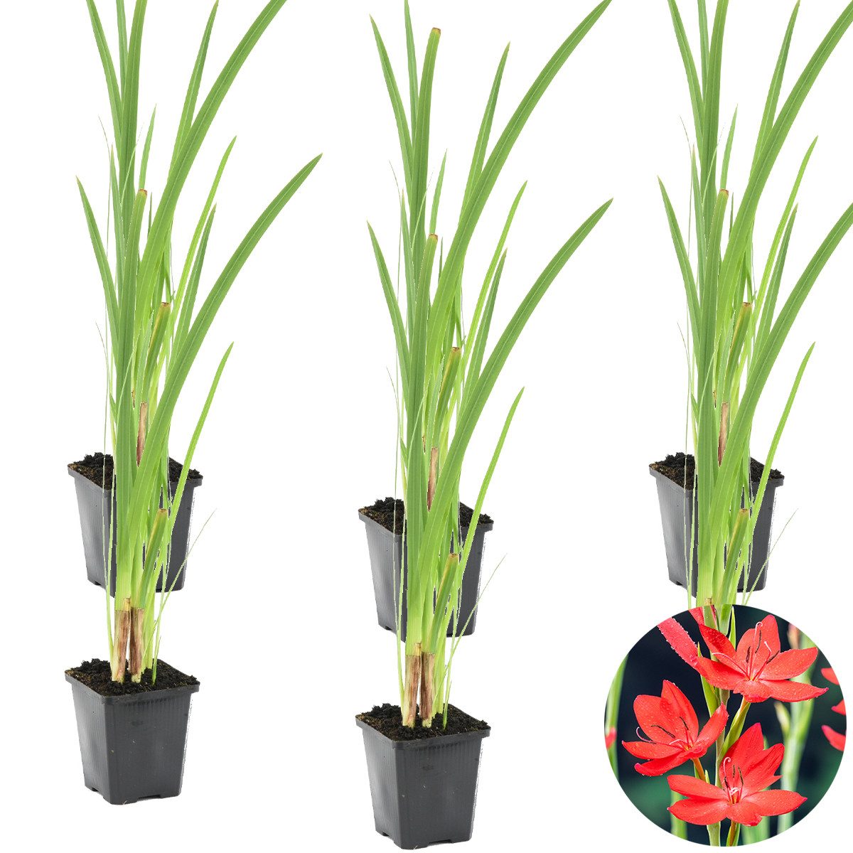 Bloomique Wasserpflanze 6er-Set Schizostylis Coccinea, Kaffernlilie, Rot, 30-40 cm, Topf 9 cm, 6 St.