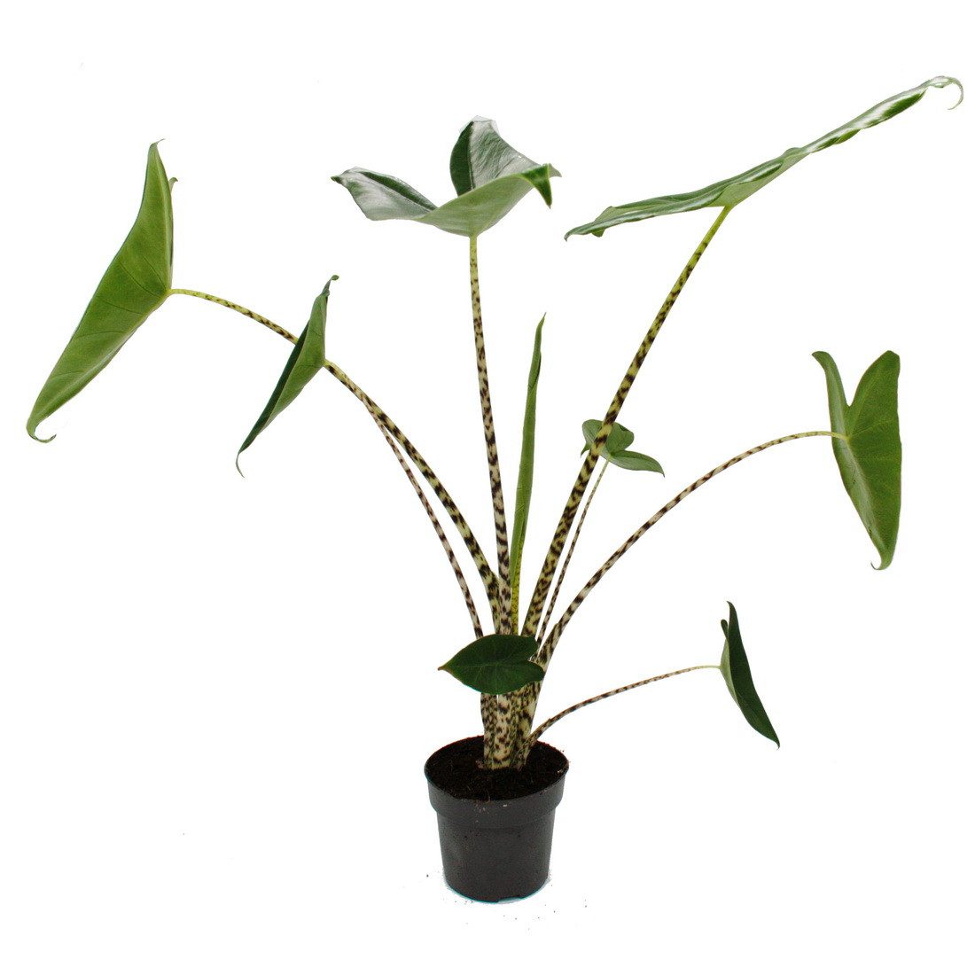 Exotenherz Zimmerpflanze Alocasia zebrina - Tiger-Pfeilblatt - 14cm Topf - günstig online kaufen