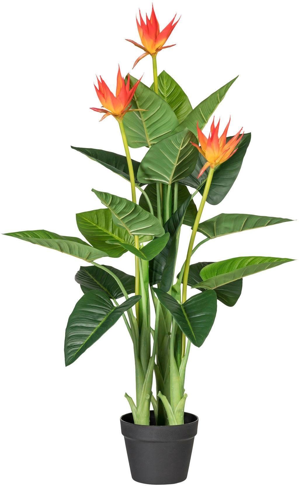 Künstliche Zimmerpflanze »Guzmania« x3, ca. 105 cm OTTO