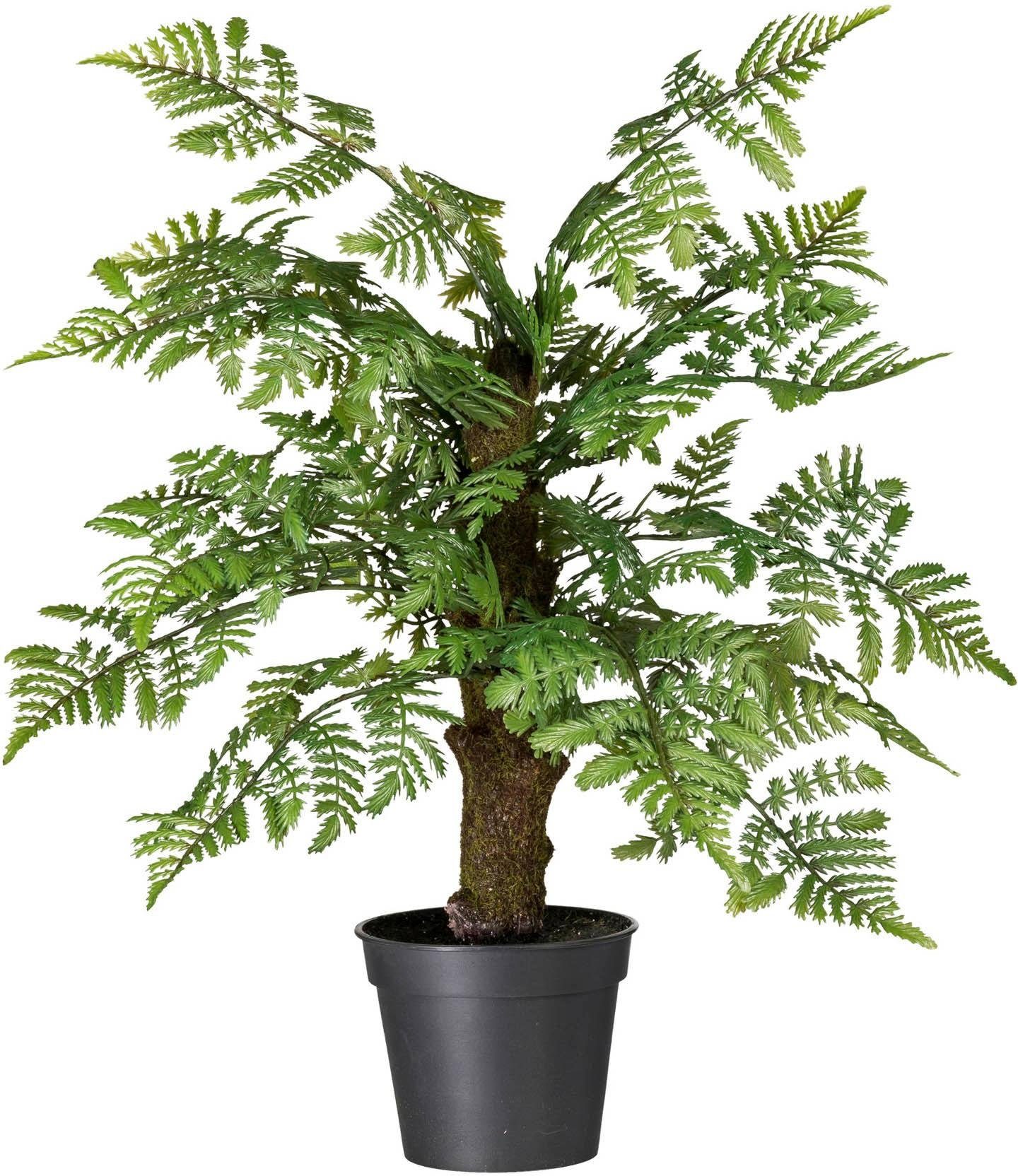 Künstliche Zimmerpflanze »Pterisfarn« x15, ca. 55 cm online kaufen OTTO