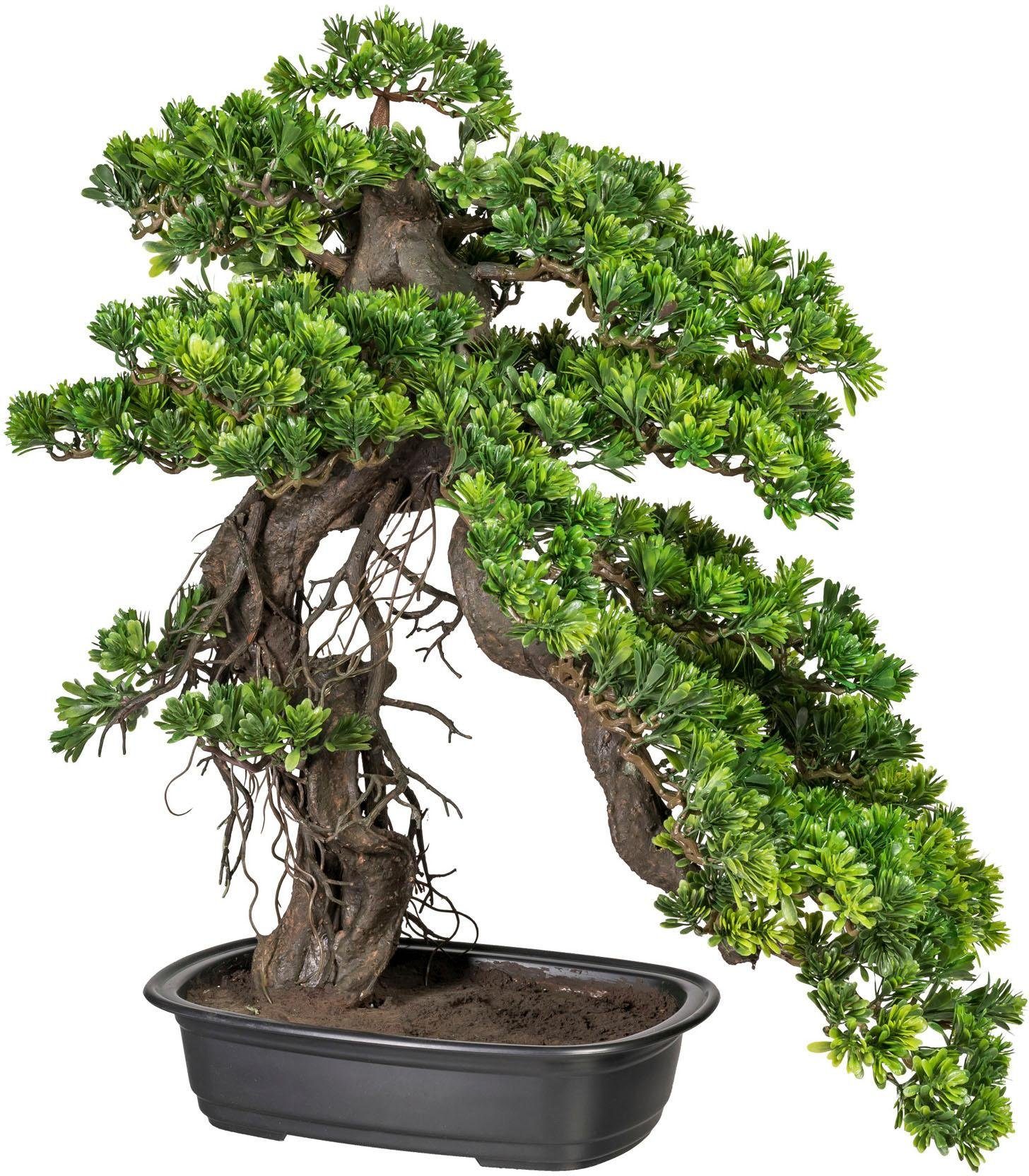Kunstbonsai »Bonsai Podocarpus« Bonsai, Creativ green ...