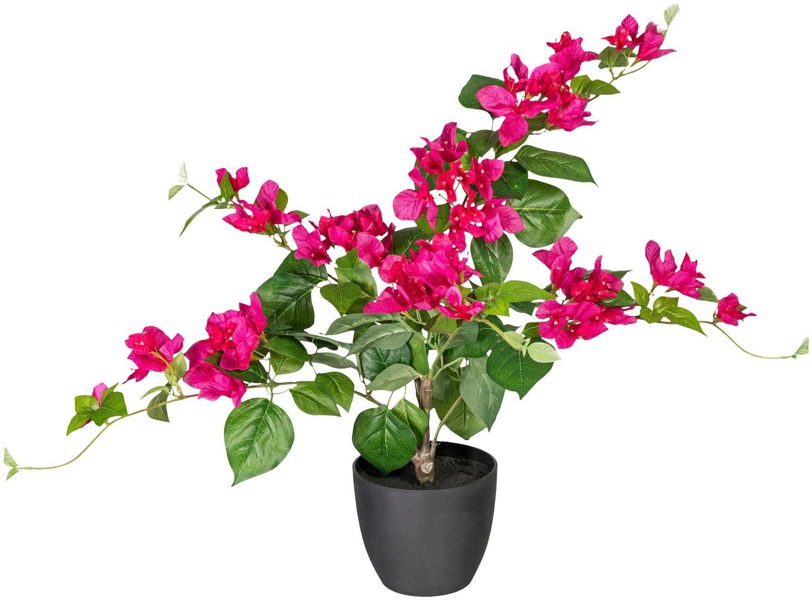 Künstliche Zimmerpflanze »Bougainvillea« x5, ca. 70 cm online kaufen OTTO