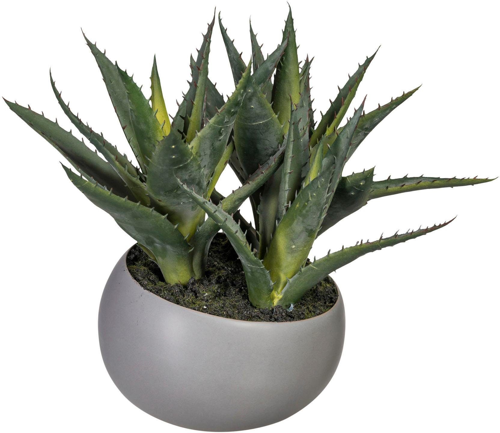 Künstliche Zimmerpflanze »Aloe« online kaufen OTTO