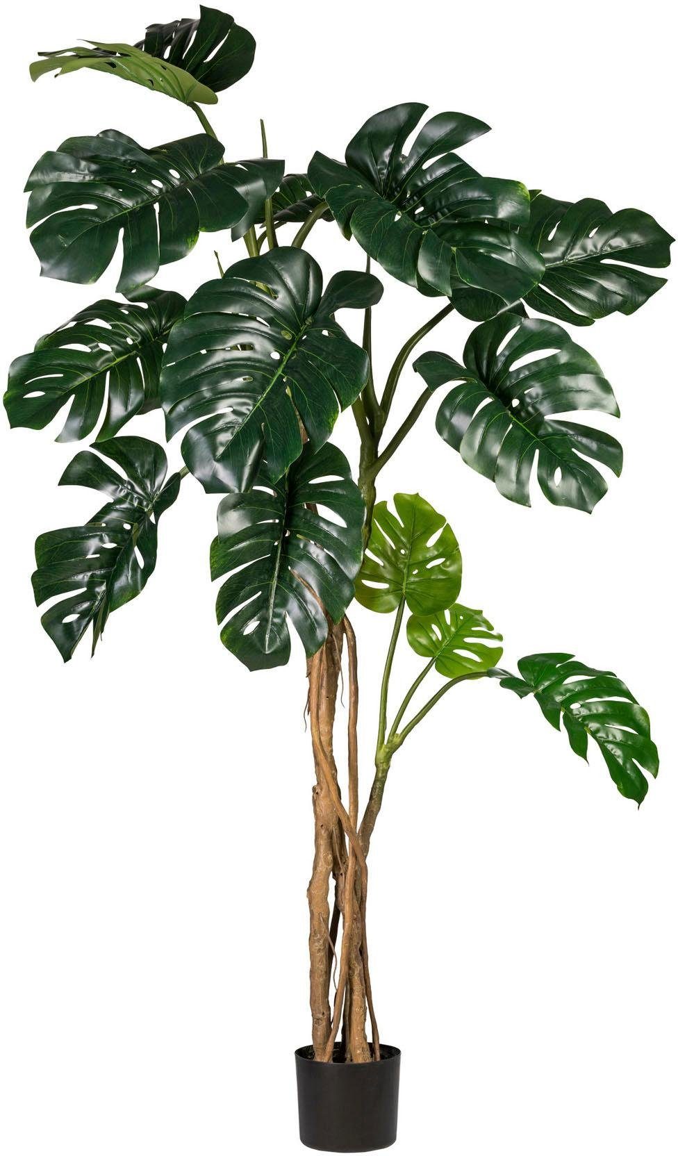 Künstliche Zimmerpflanze »Splitphilodendron« x13 Blätter online kaufen