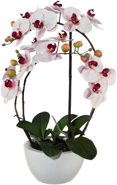 Kunstpflanze »Phalaenopsis« Orchidee, Creativ green, Höhe 52 cm-Otto