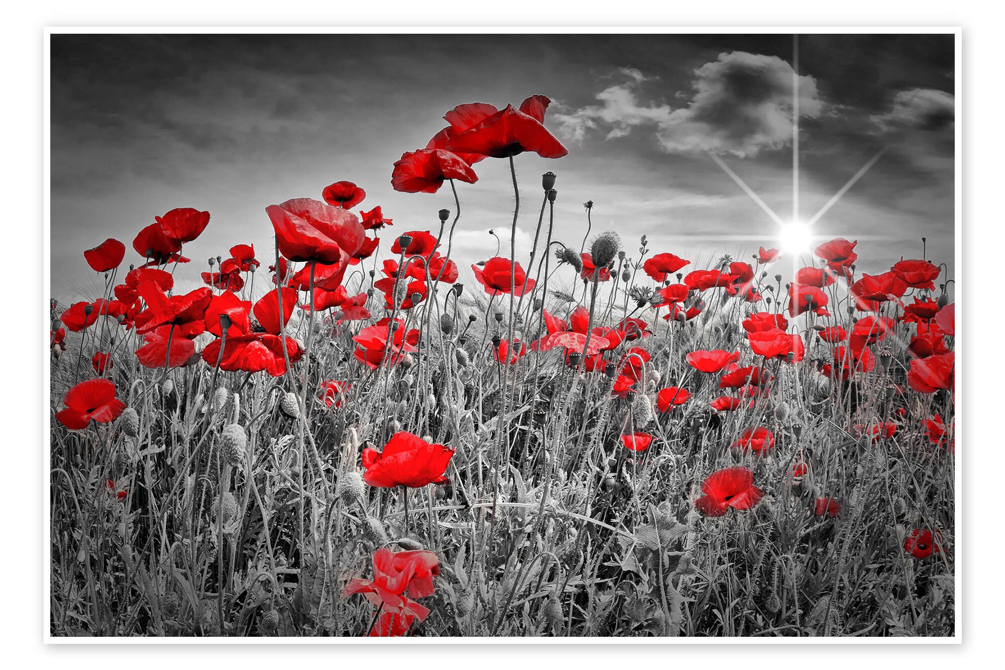 Posterlounge Wandbild Idyllisches Mohnblumenfeld, Melanie Viola, erhältlich als Poster, Leinwandbild, Wandsticker oder Acrylglasbild